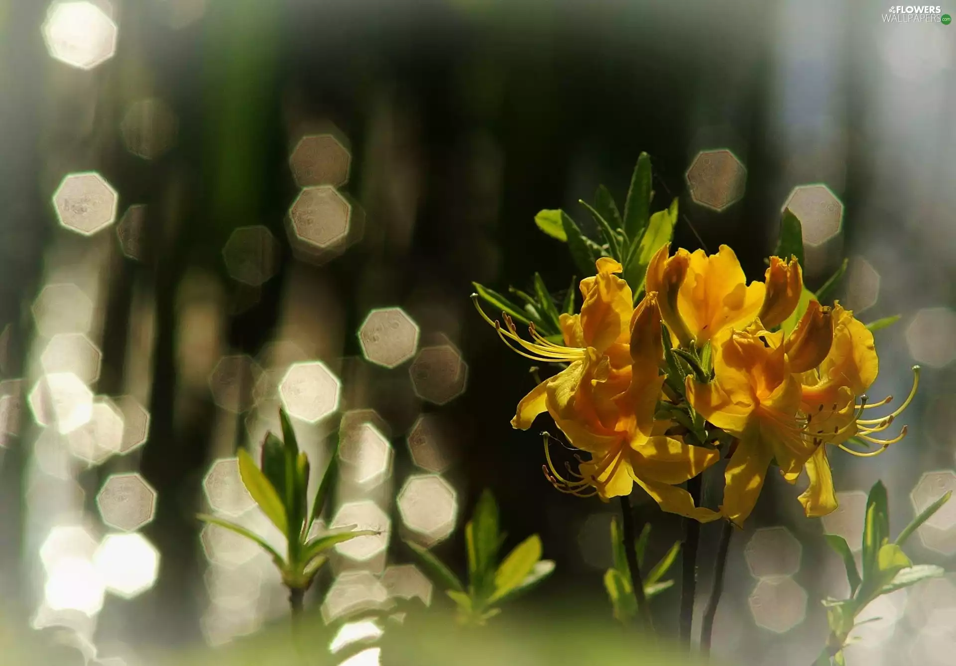 leaves, Yellow, lilies