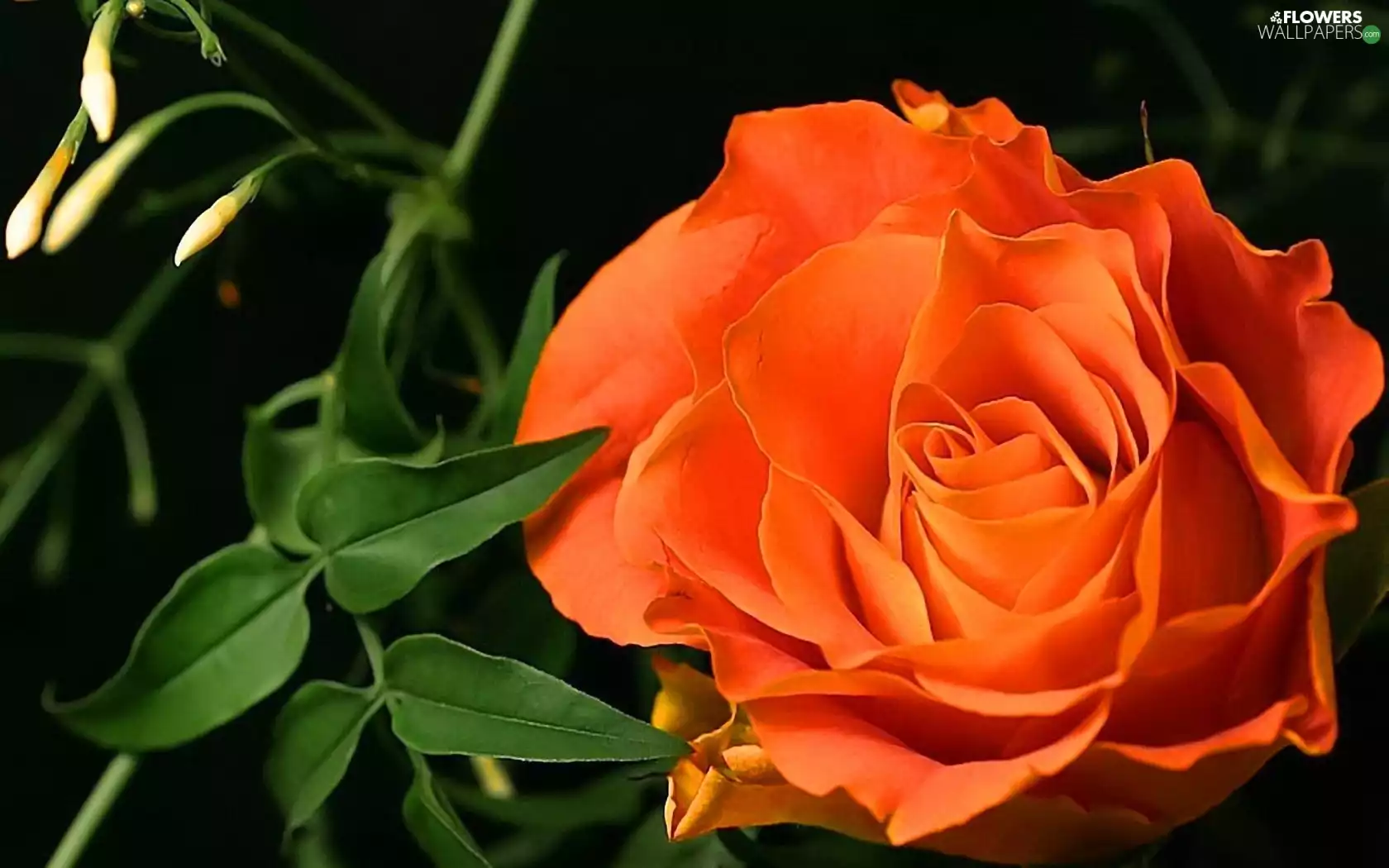 Orange, green ones, leaves, rose