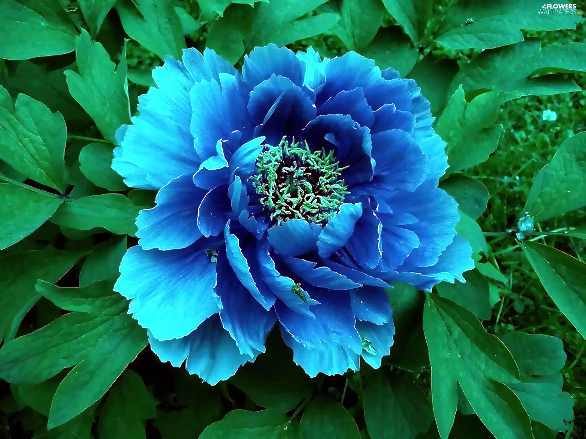 leaves, Blue, peony
