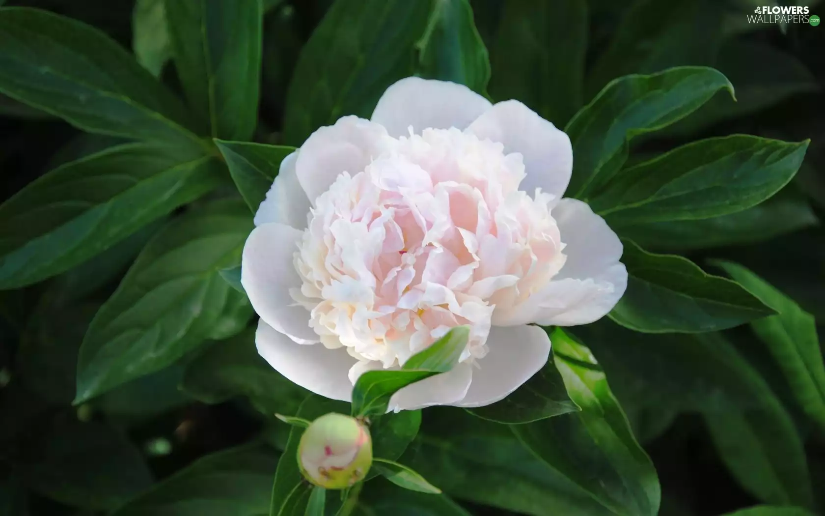 leaves, White, peony