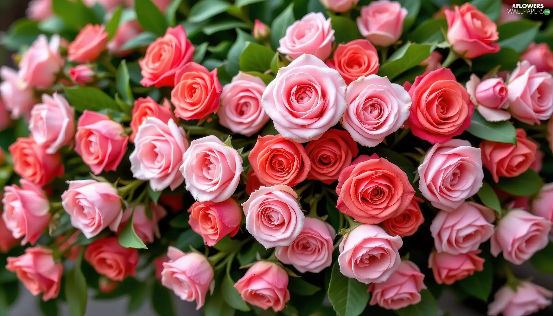 roses, leaves, Pink, Red, Flowers