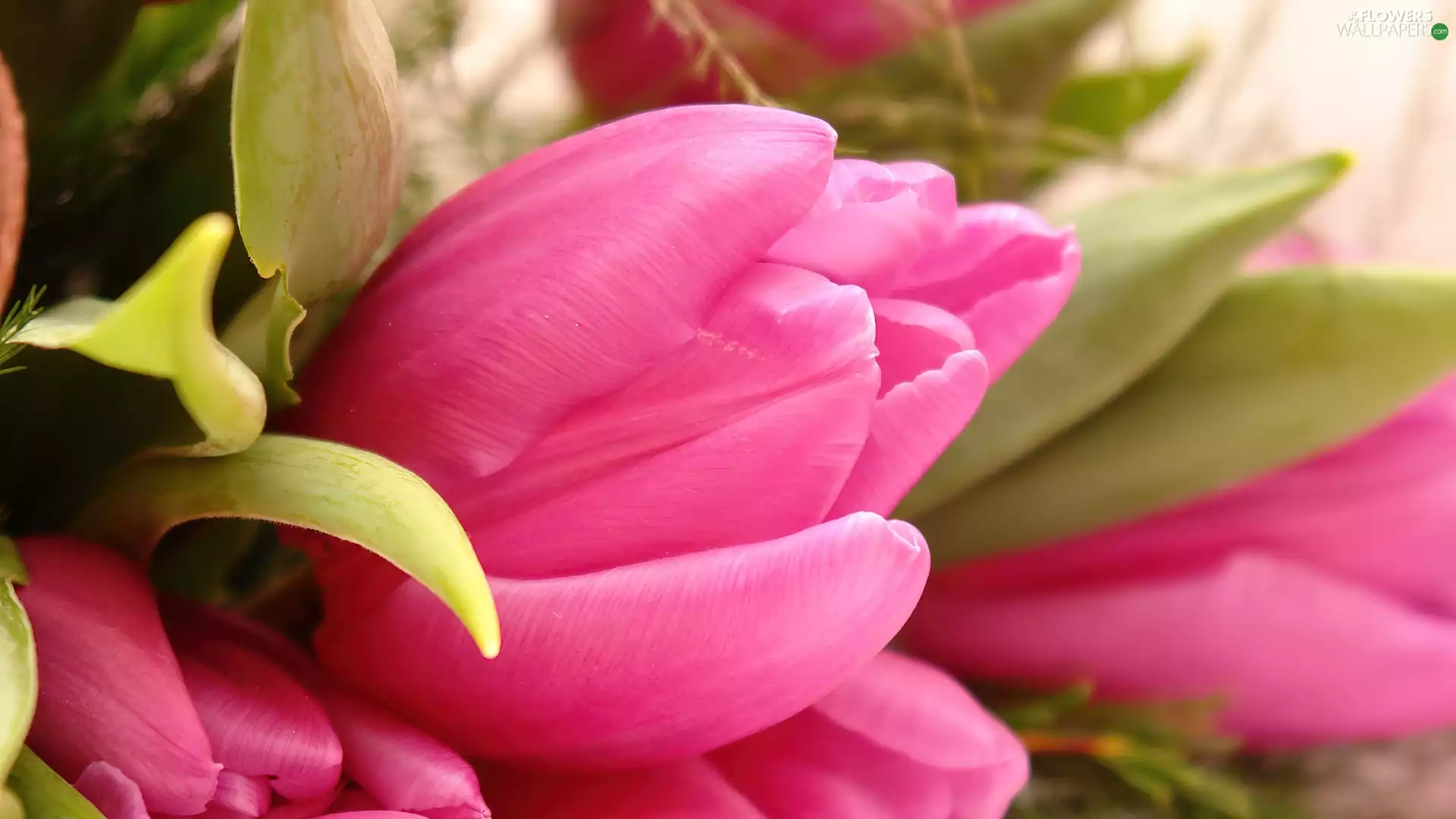 Pink, green ones, leaves, Tulips