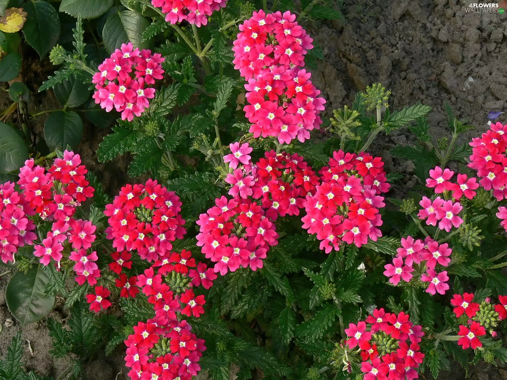 Pink, green ones, leaves, verbena