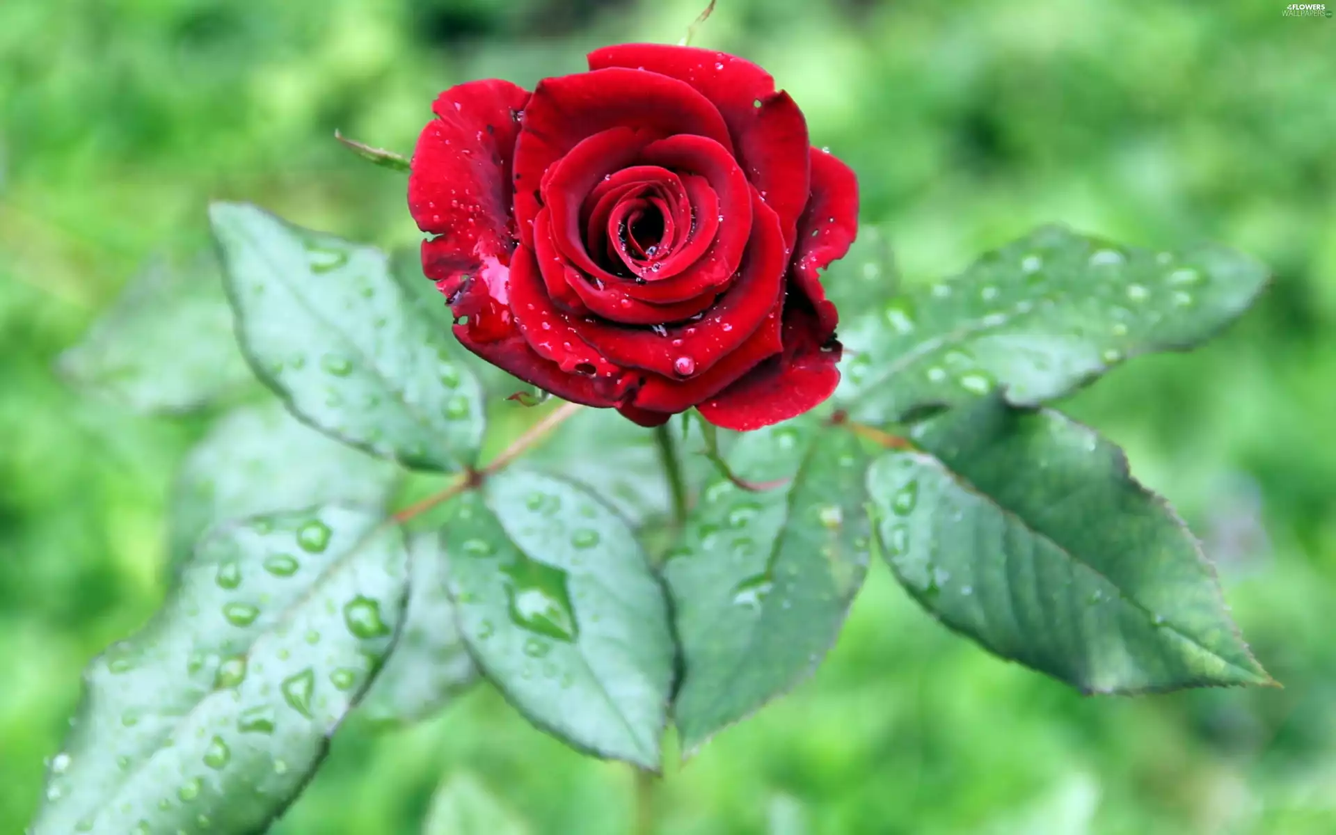 Beauty, rose, leaves, red hot