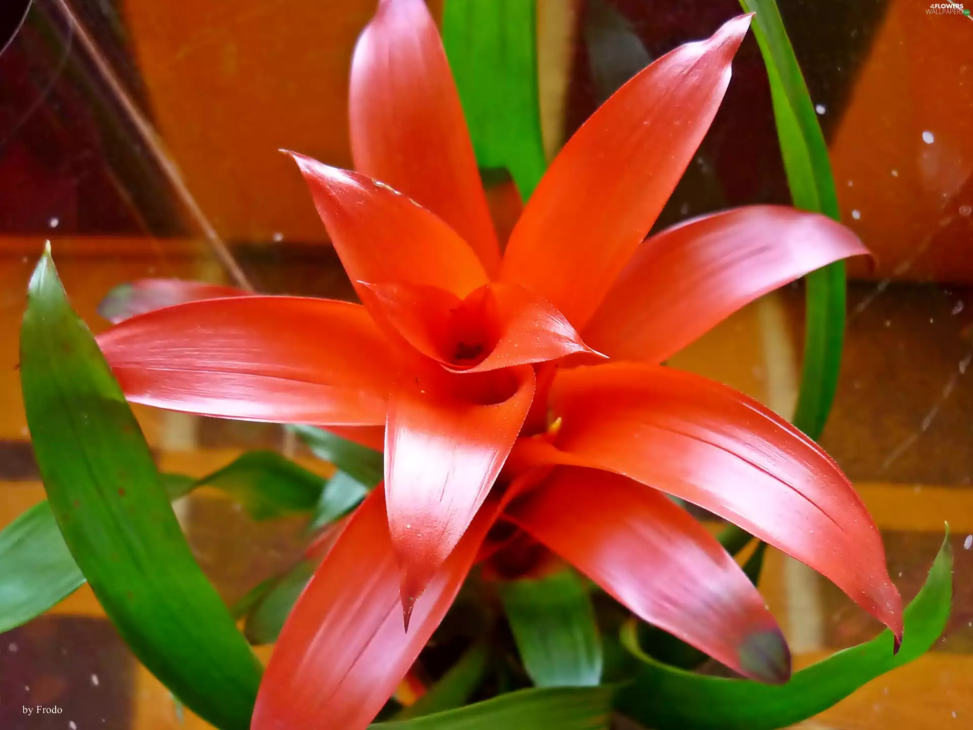 Colourfull Flowers, Green Leaves, guzmania, Red