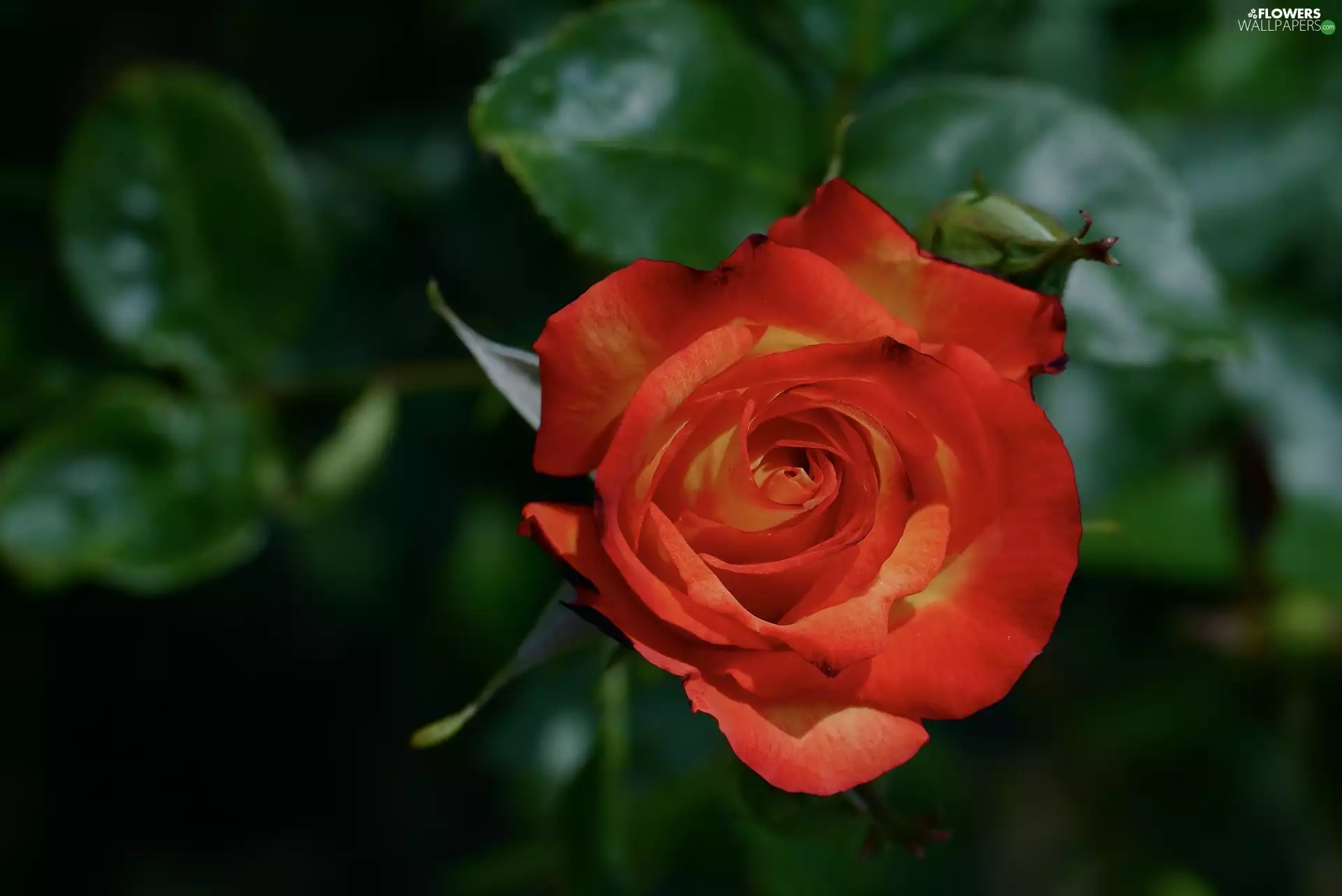 rose, leaves