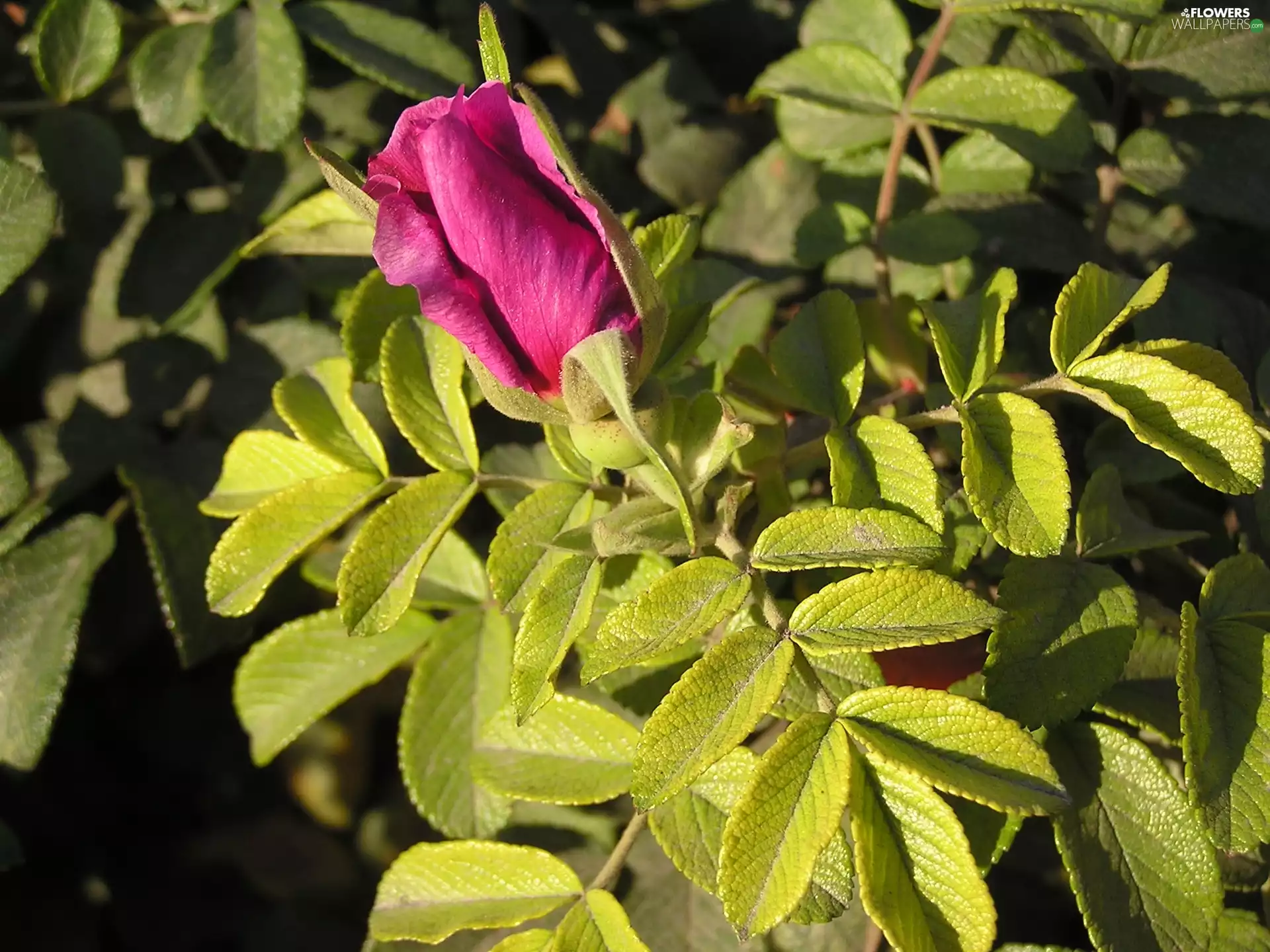 leaves, doughnut, rose