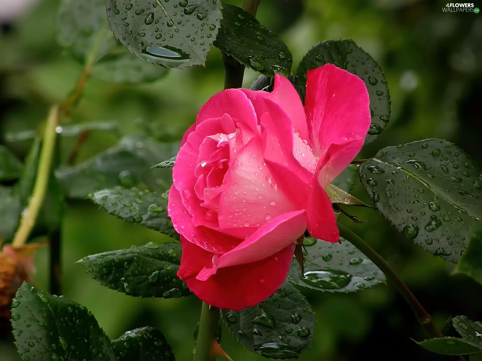 rose, water, leaves, drops