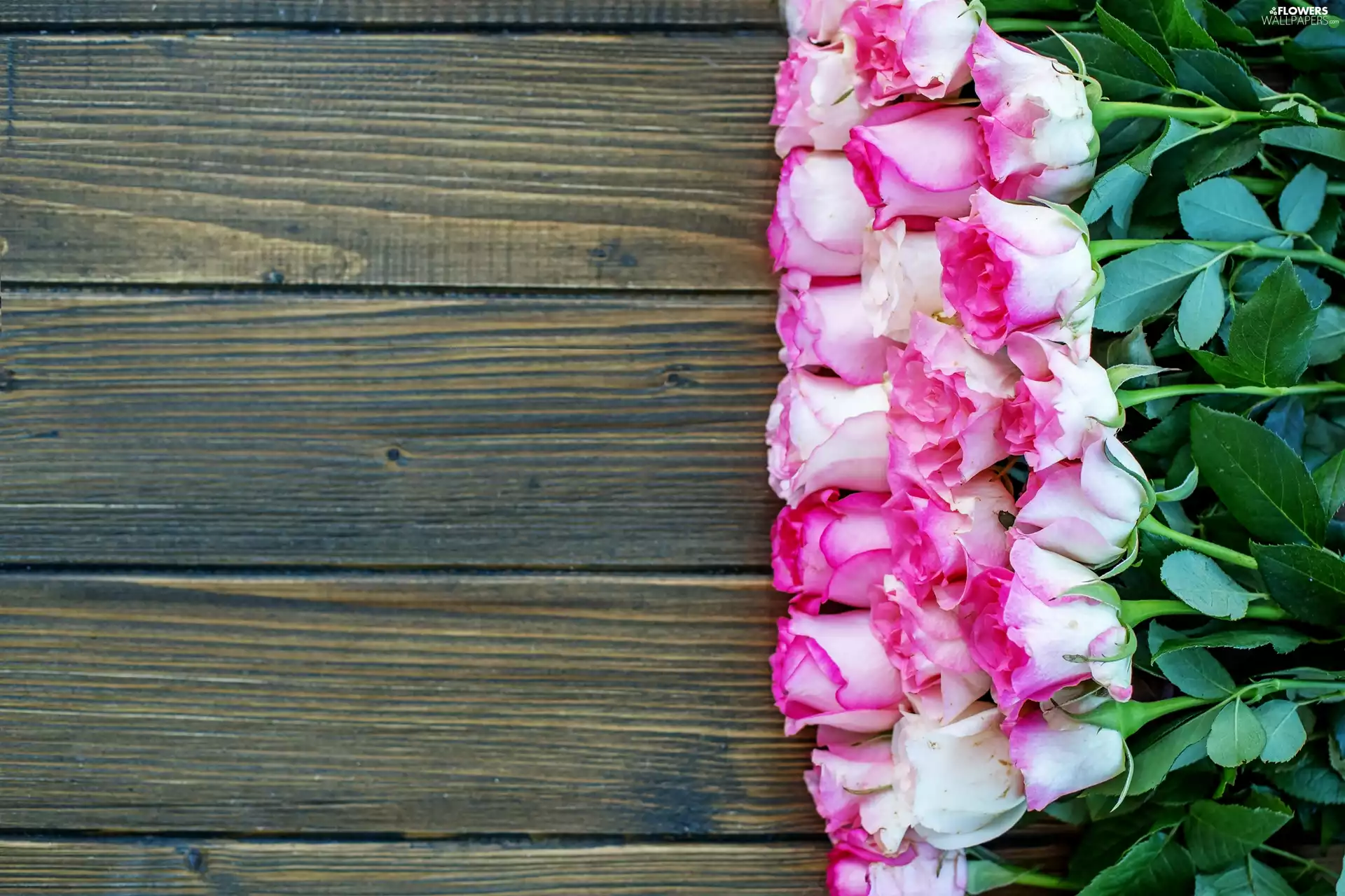 white and pink, leaves, boarding, roses