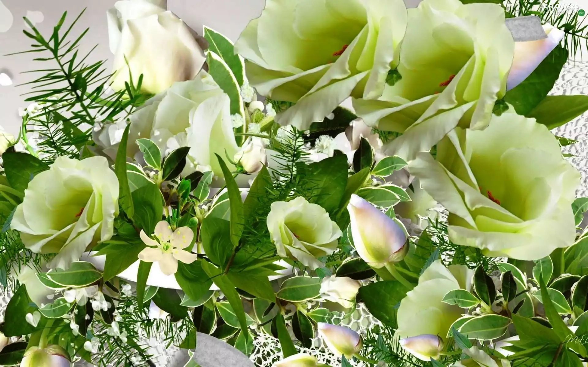 leaves, White, roses