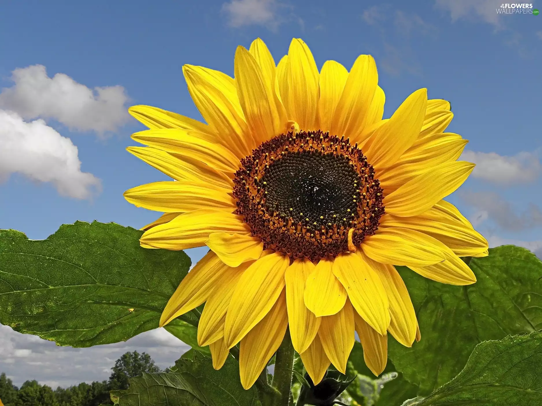 Sky, green ones, leaves, Sunflower