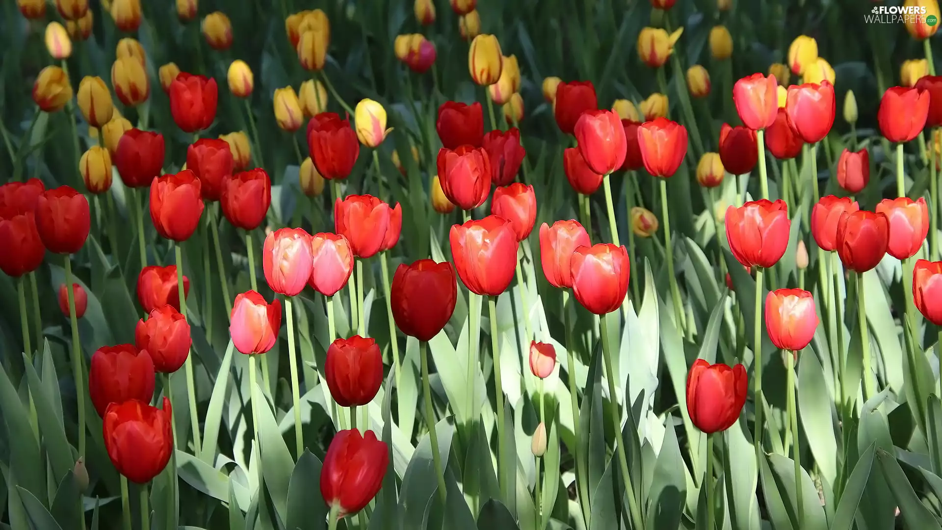Yellow, leaves, Tulips, Red, Flowers