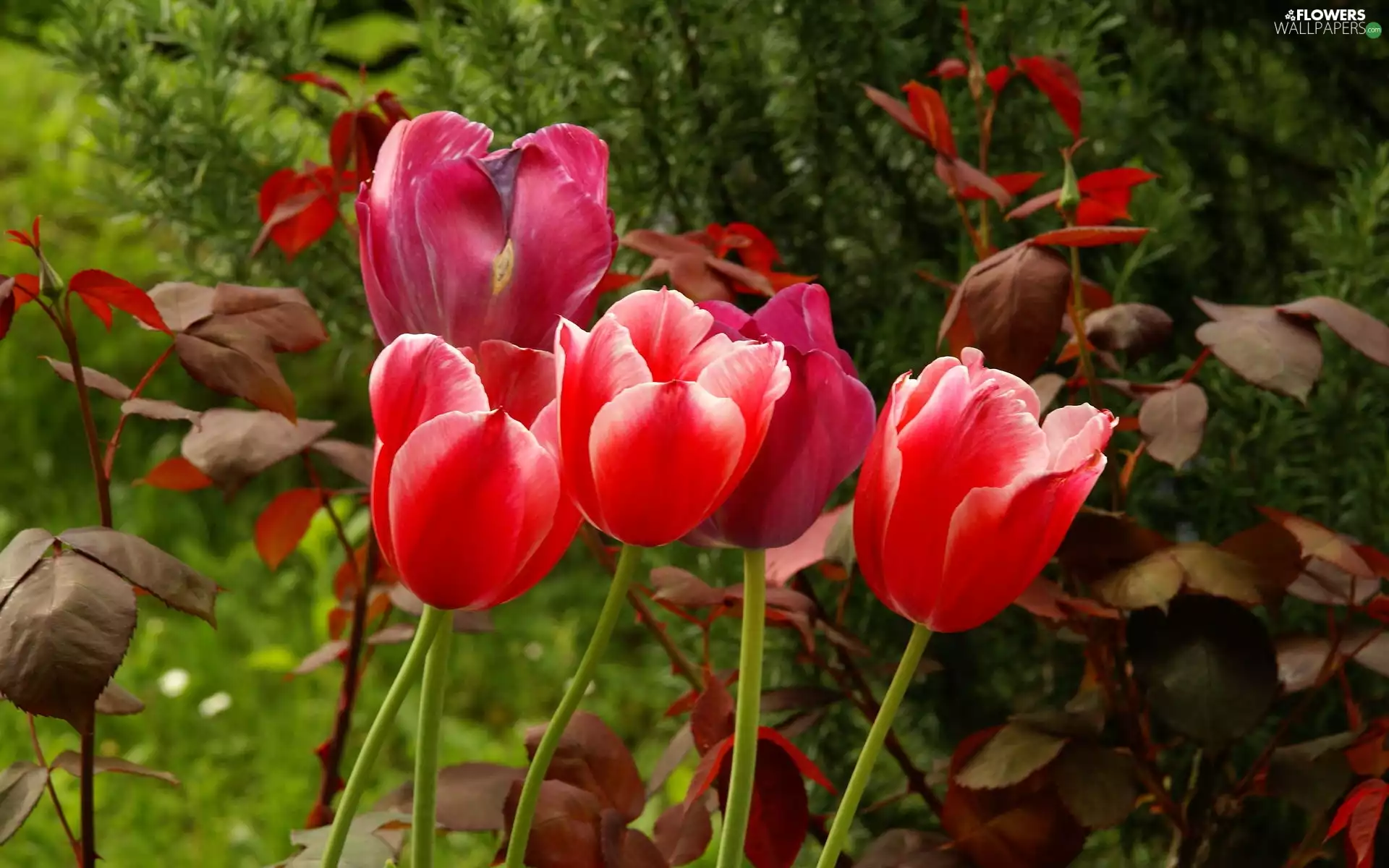 leaves, Red, Tulips