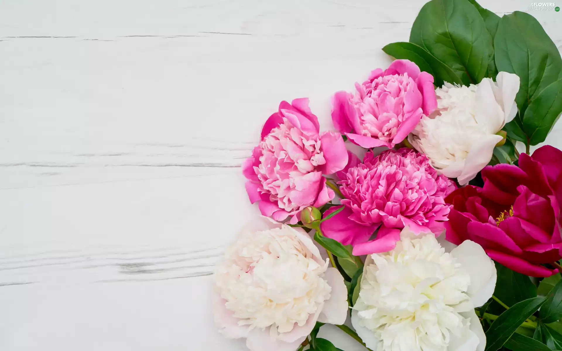 Peonies, leaves, White, Pink, Flowers