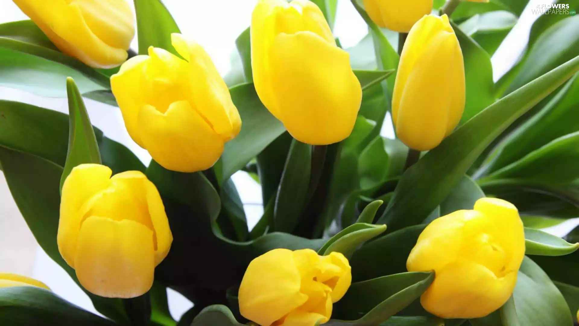 Yellow, green ones, leaves, Tulips
