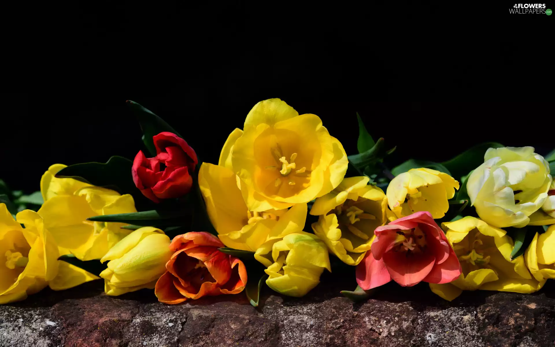 ledge, Flowers, Tulips