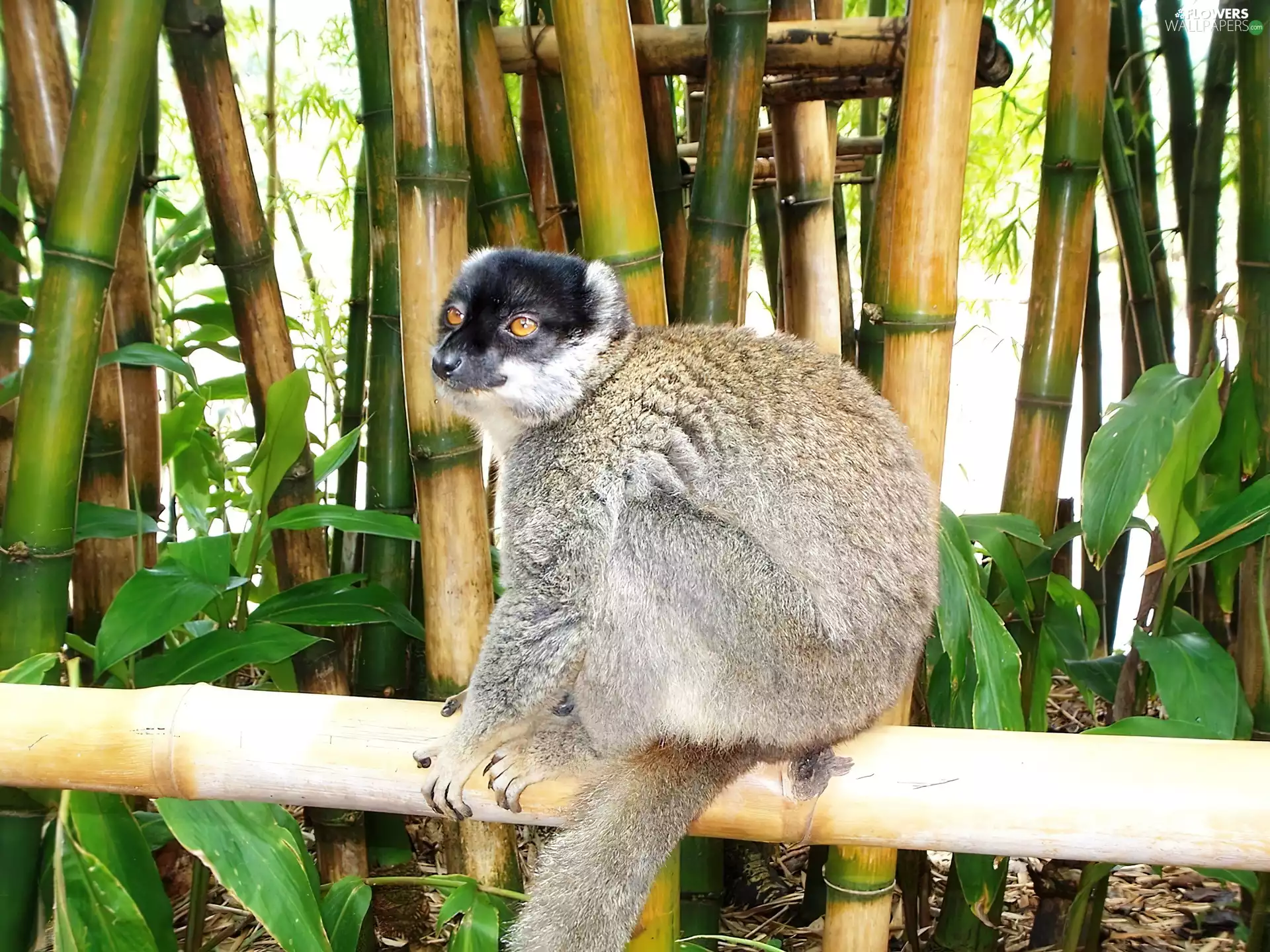 lemur, bamboo