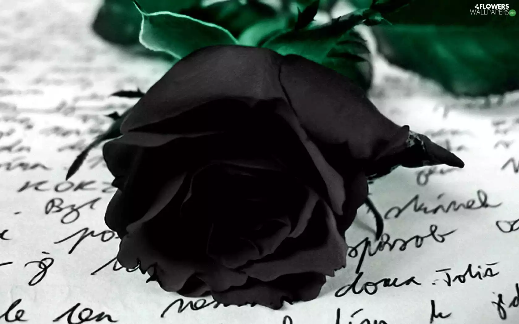 letter, black, rose