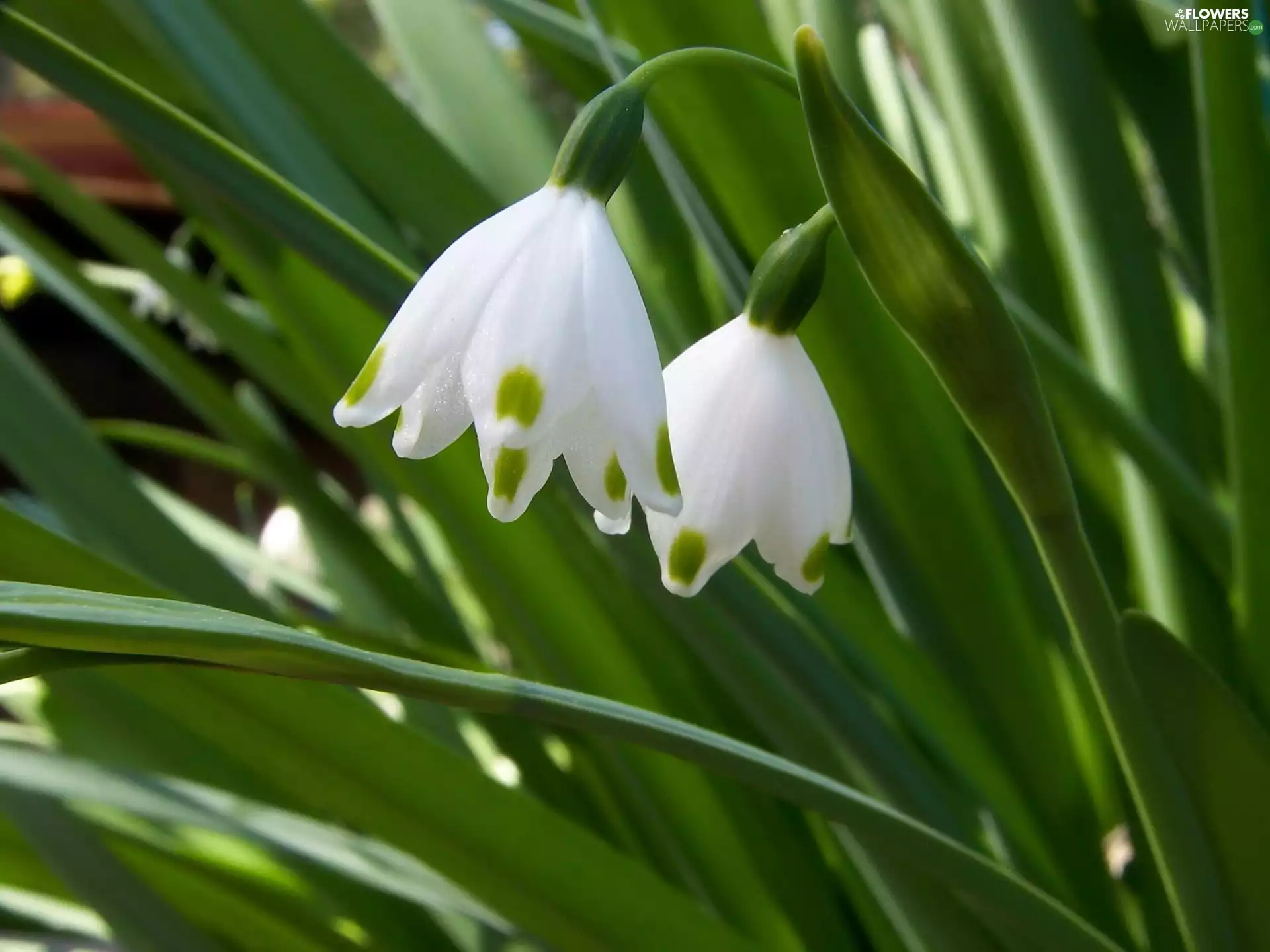 Leucojum, Close