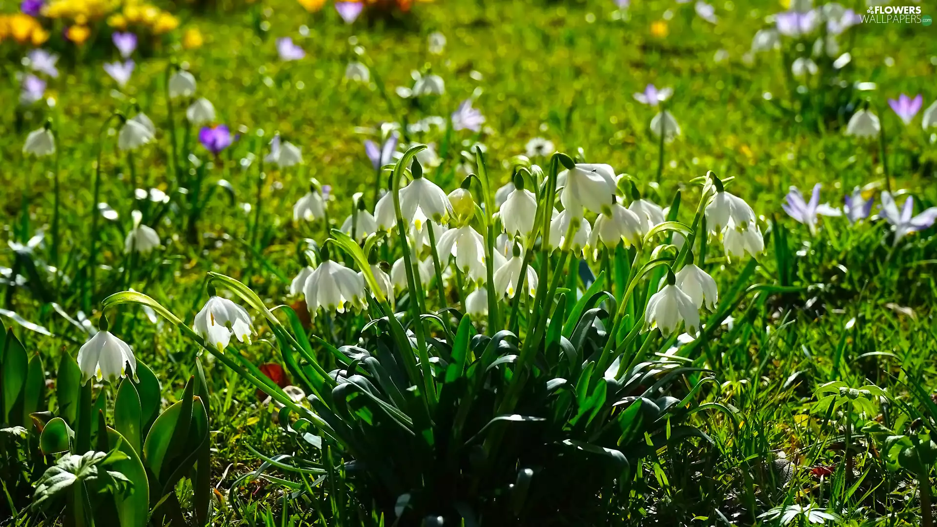 Leucojum, Meadow, Flowers