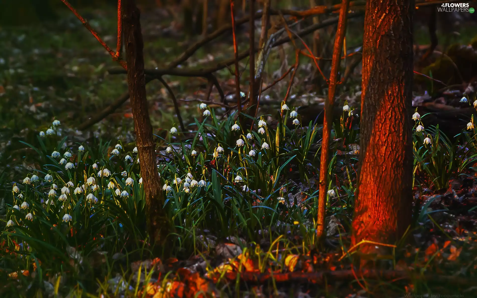 Flowers, Leucojum Vernum, Sniezycowy Jar