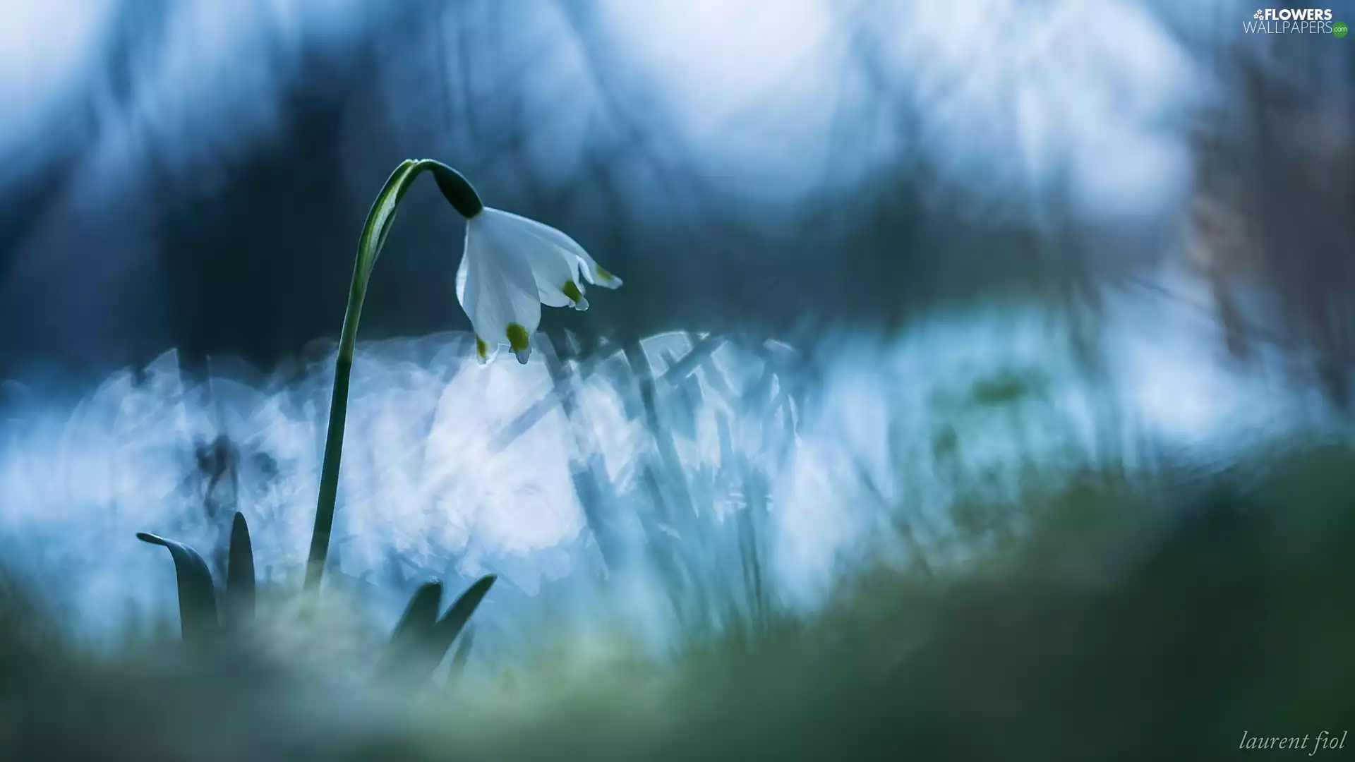 Leucojum Vernum