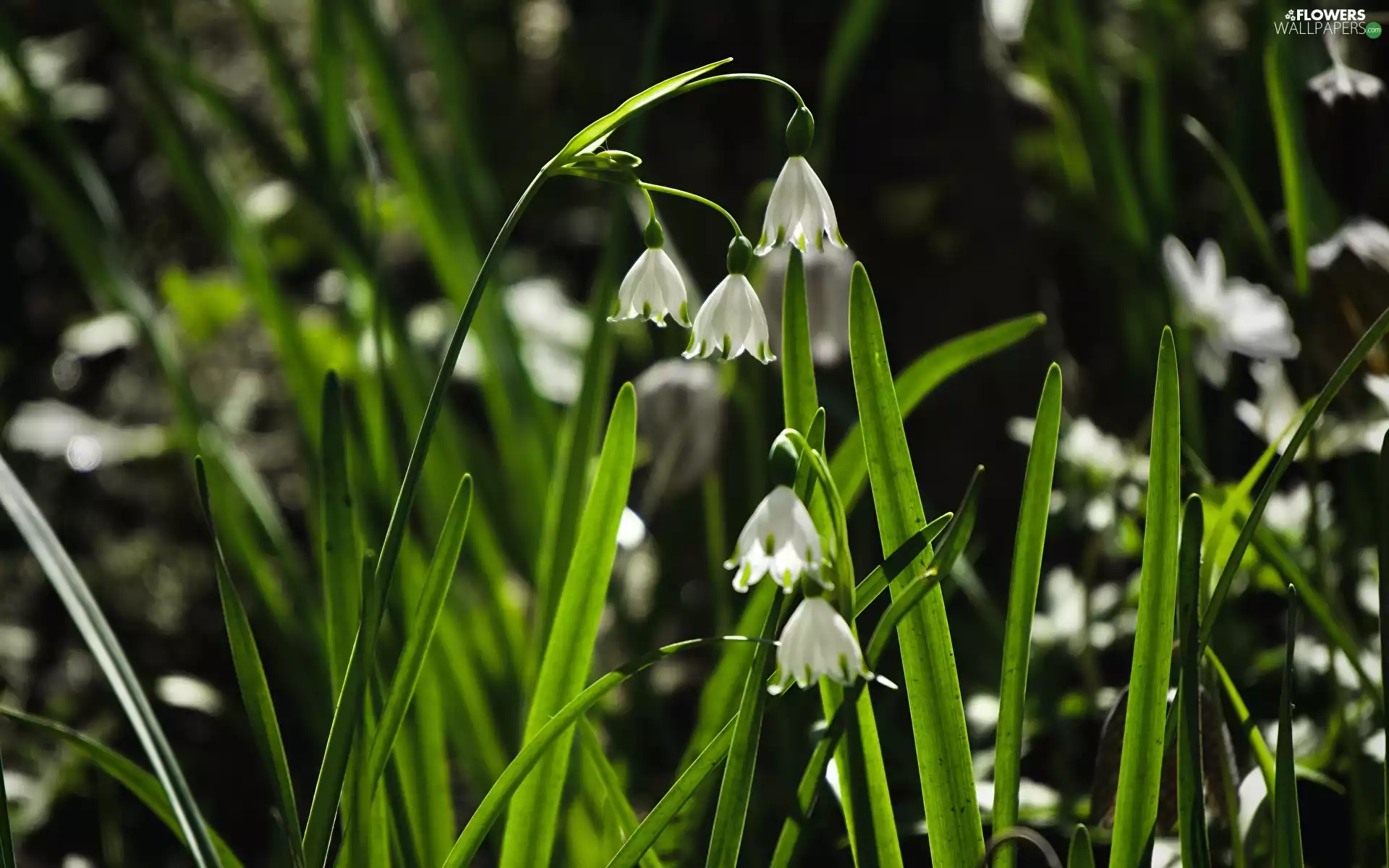 Leucojum, Flowers, White