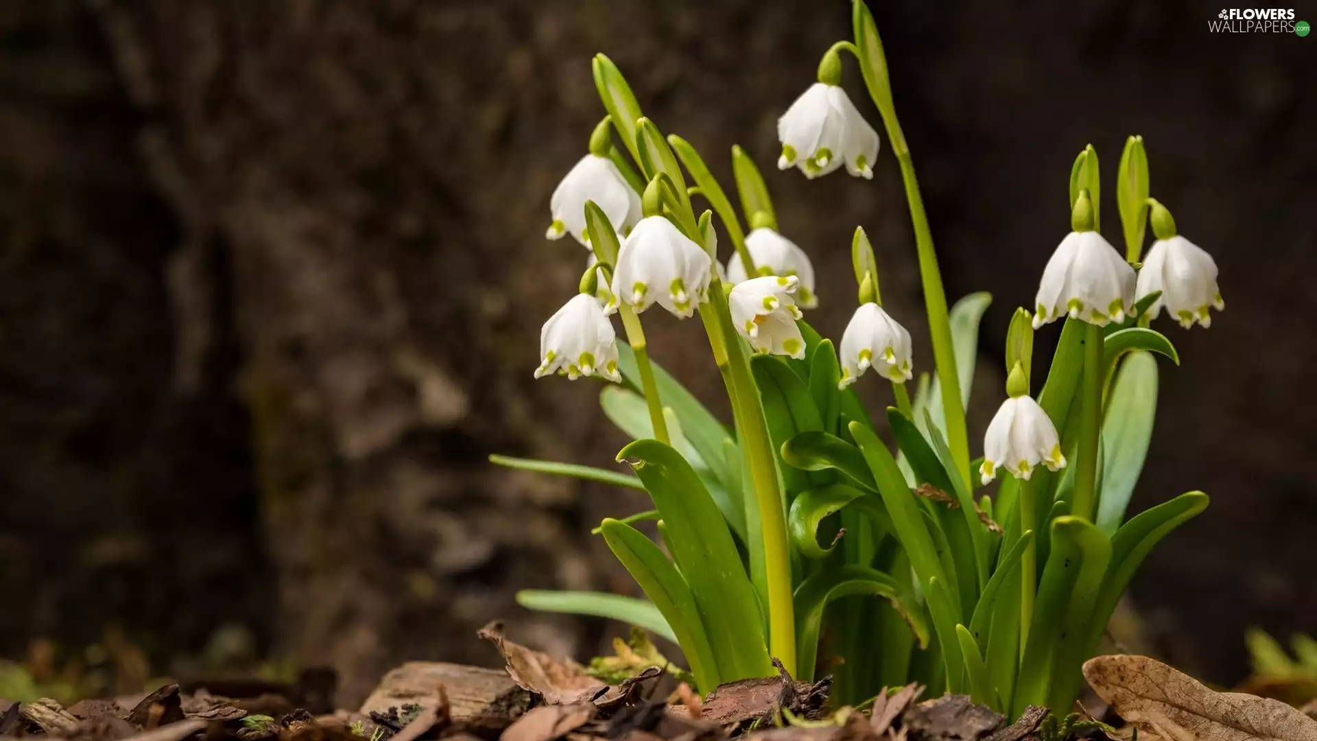 Leucojum