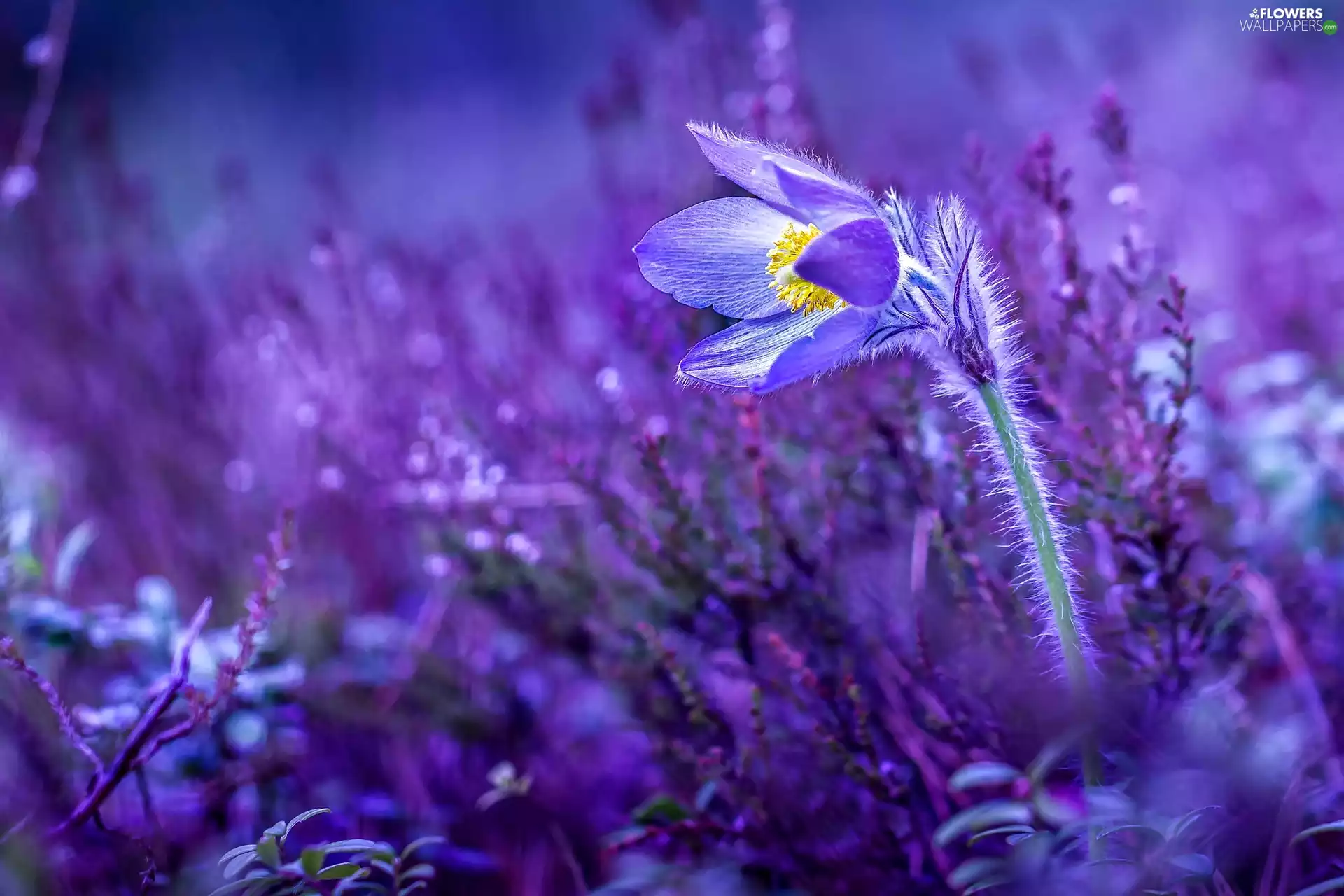 ligh, Colourfull Flowers, flash, luminosity, sun, pasque