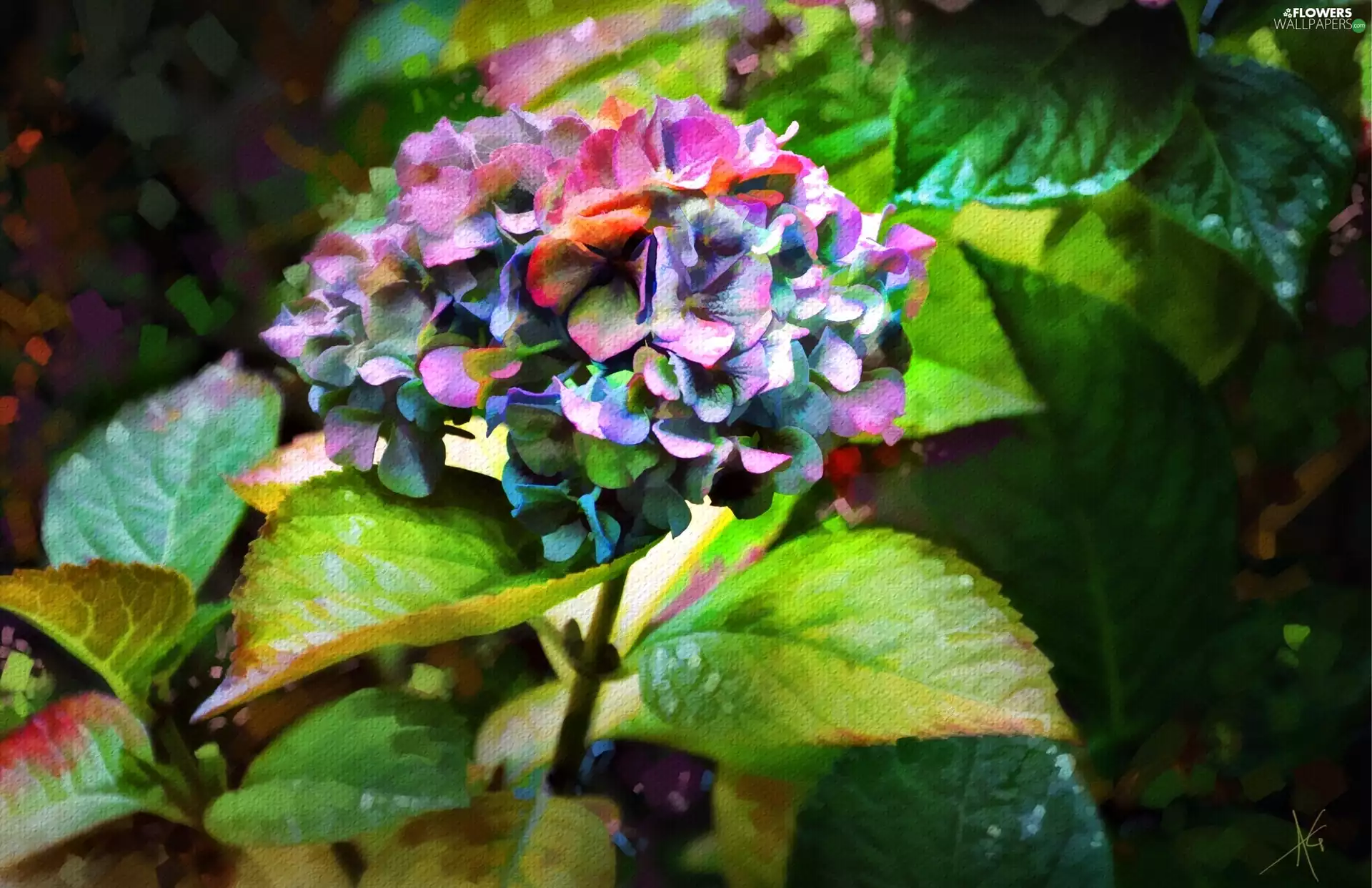 ligh, sun, graphics, flash, texture, Colourfull Flowers, hydrangea, luminosity