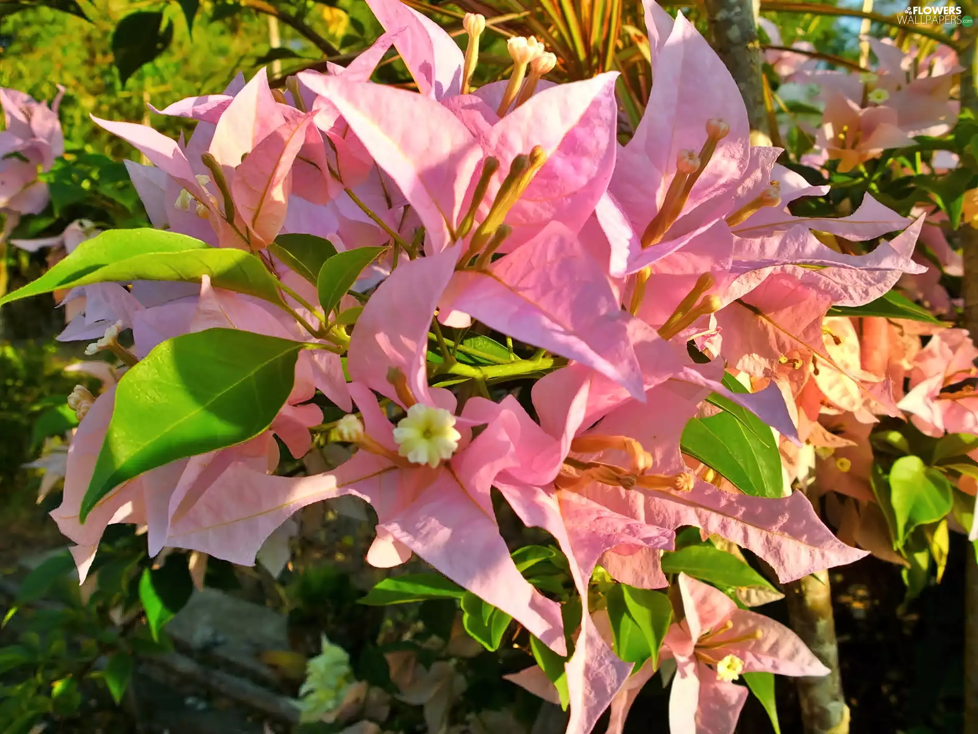 sun, Bougainvillea, luminosity, ligh, Pink, flash, shadows