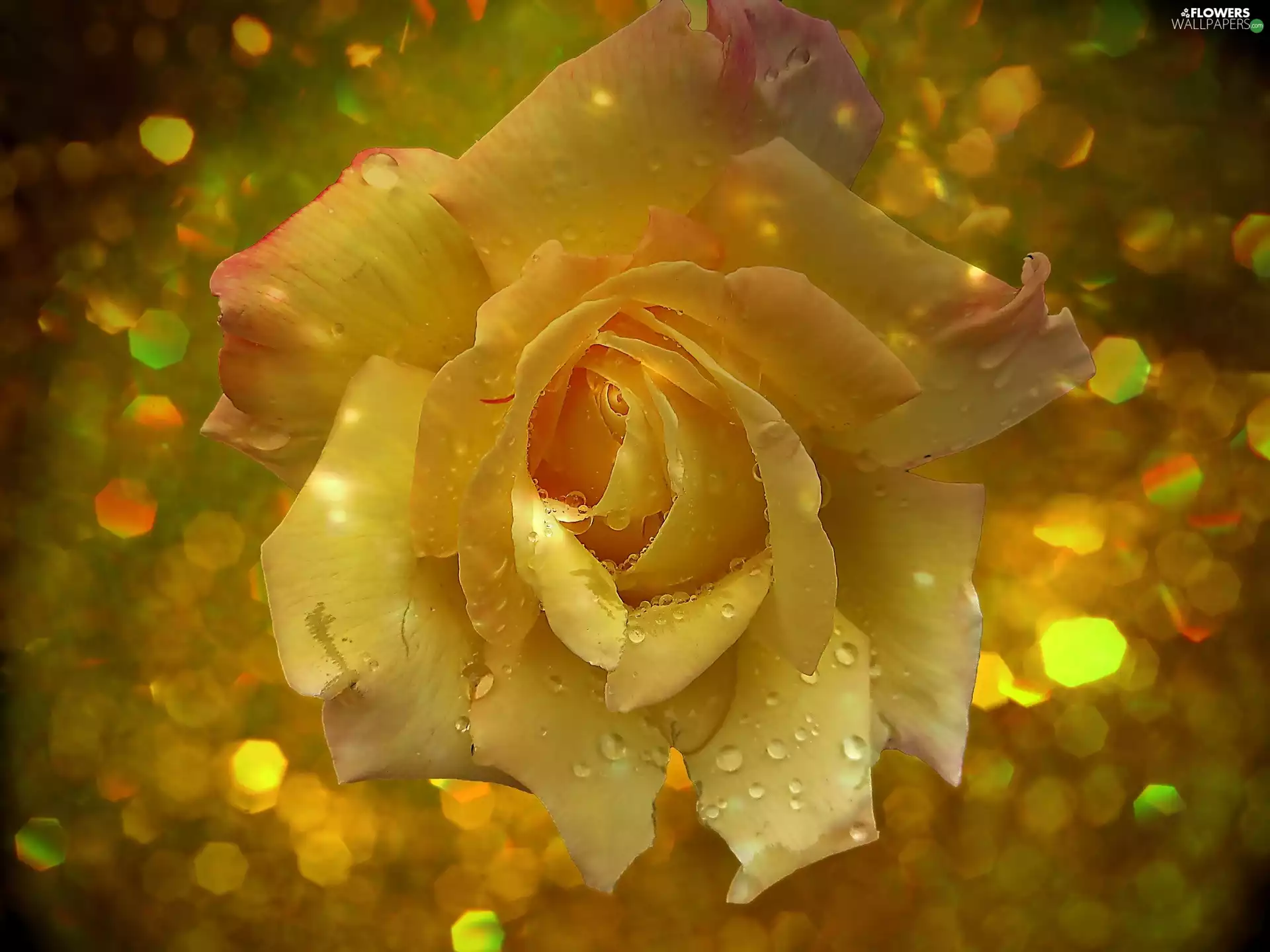 sun, drops, luminosity, ligh, rose, flash, Bokeh