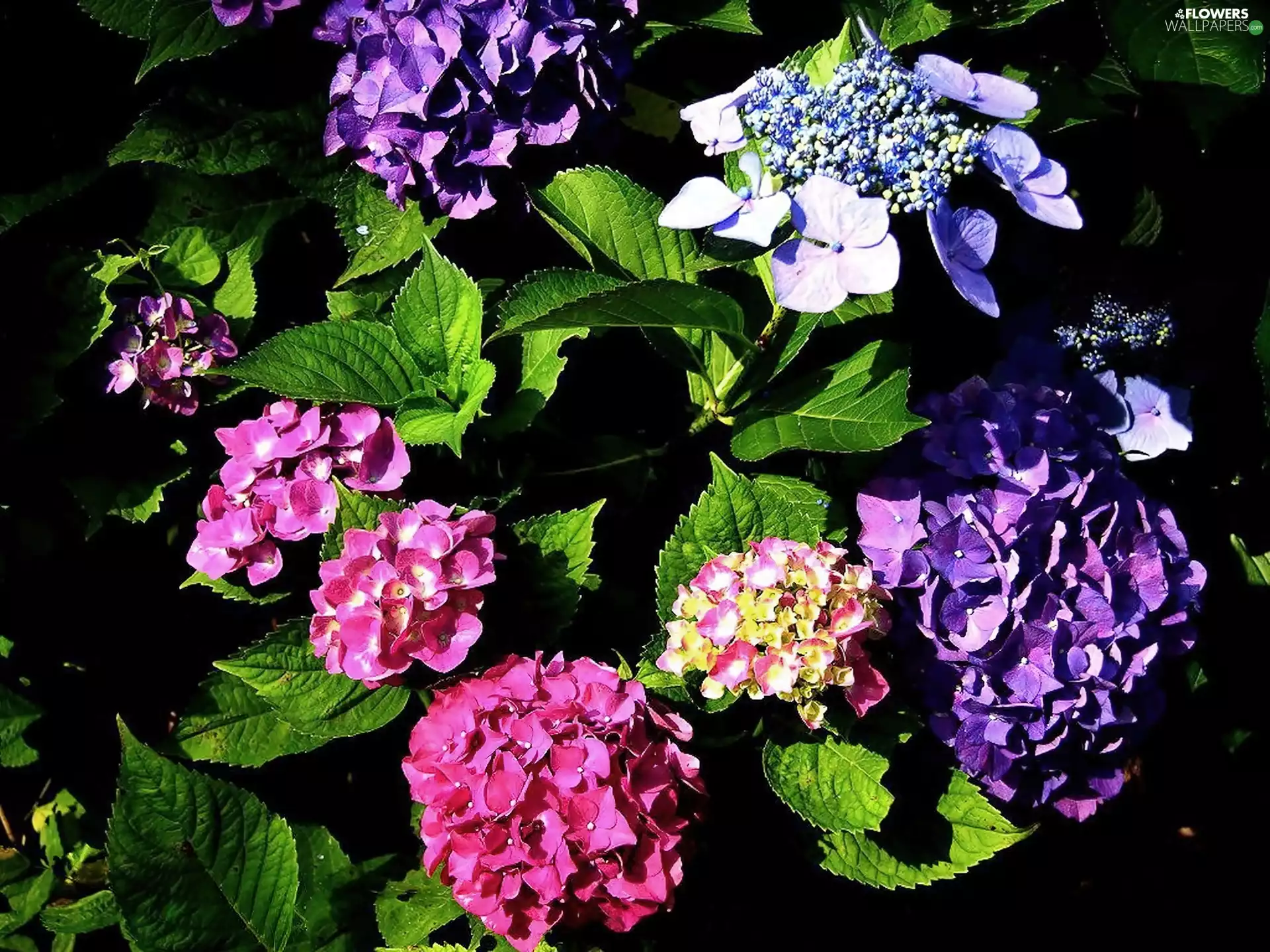 sun, hydrangeas, luminosity, ligh, Colored, flash, shadow