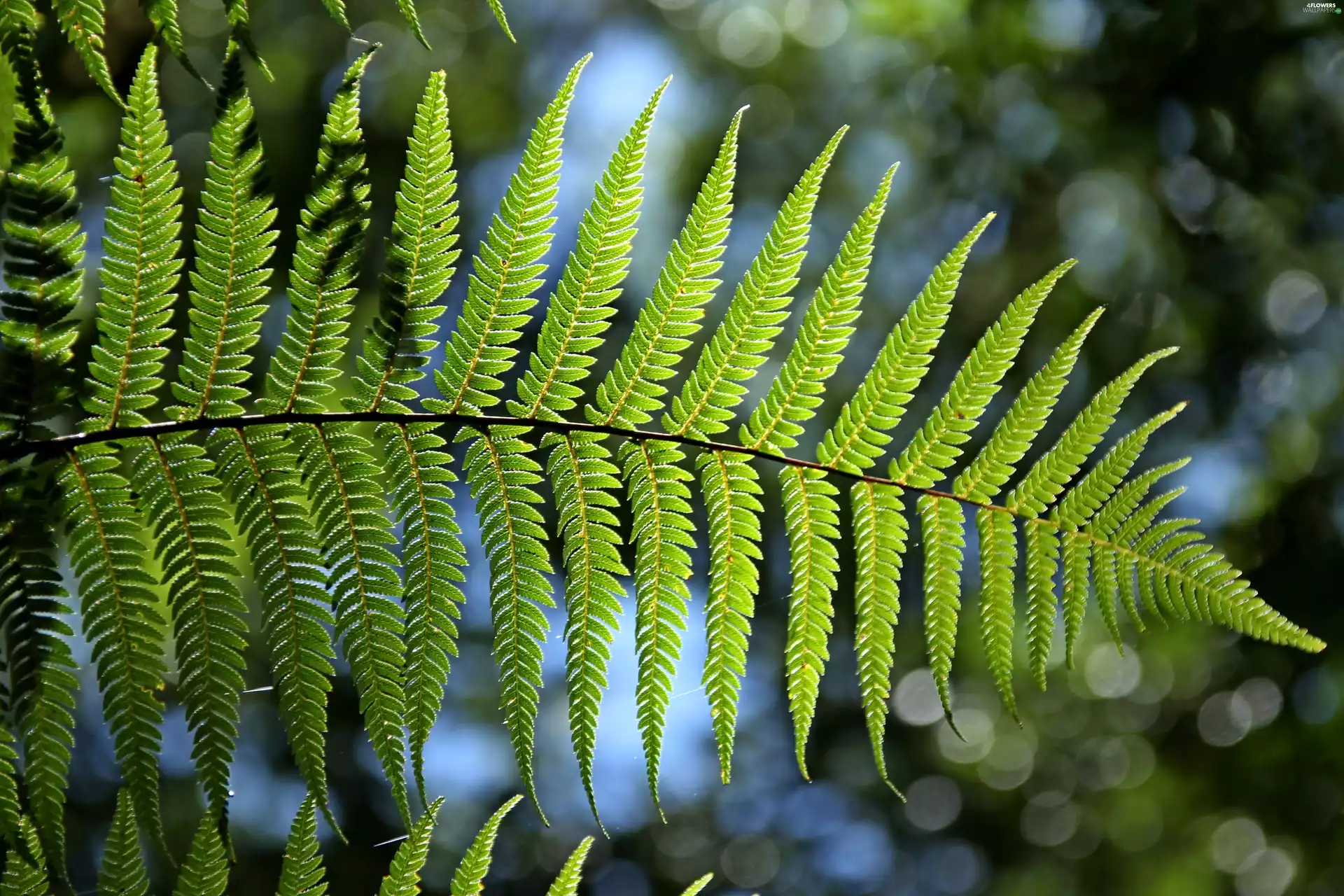 sun, leaf, luminosity, ligh, Fern, flash, Bokeh