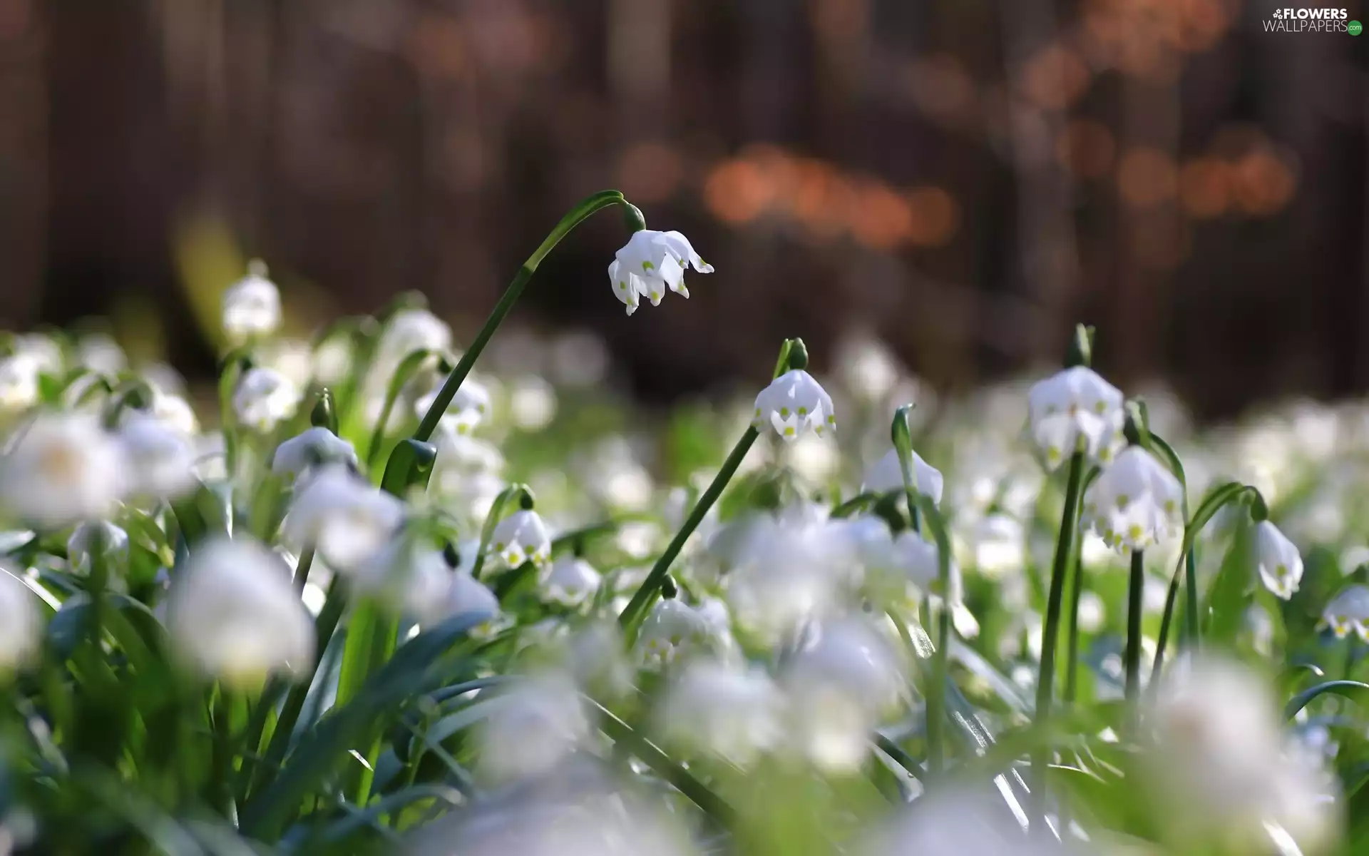 sun, Leucojum, luminosity, ligh, Flowers, flash, forest