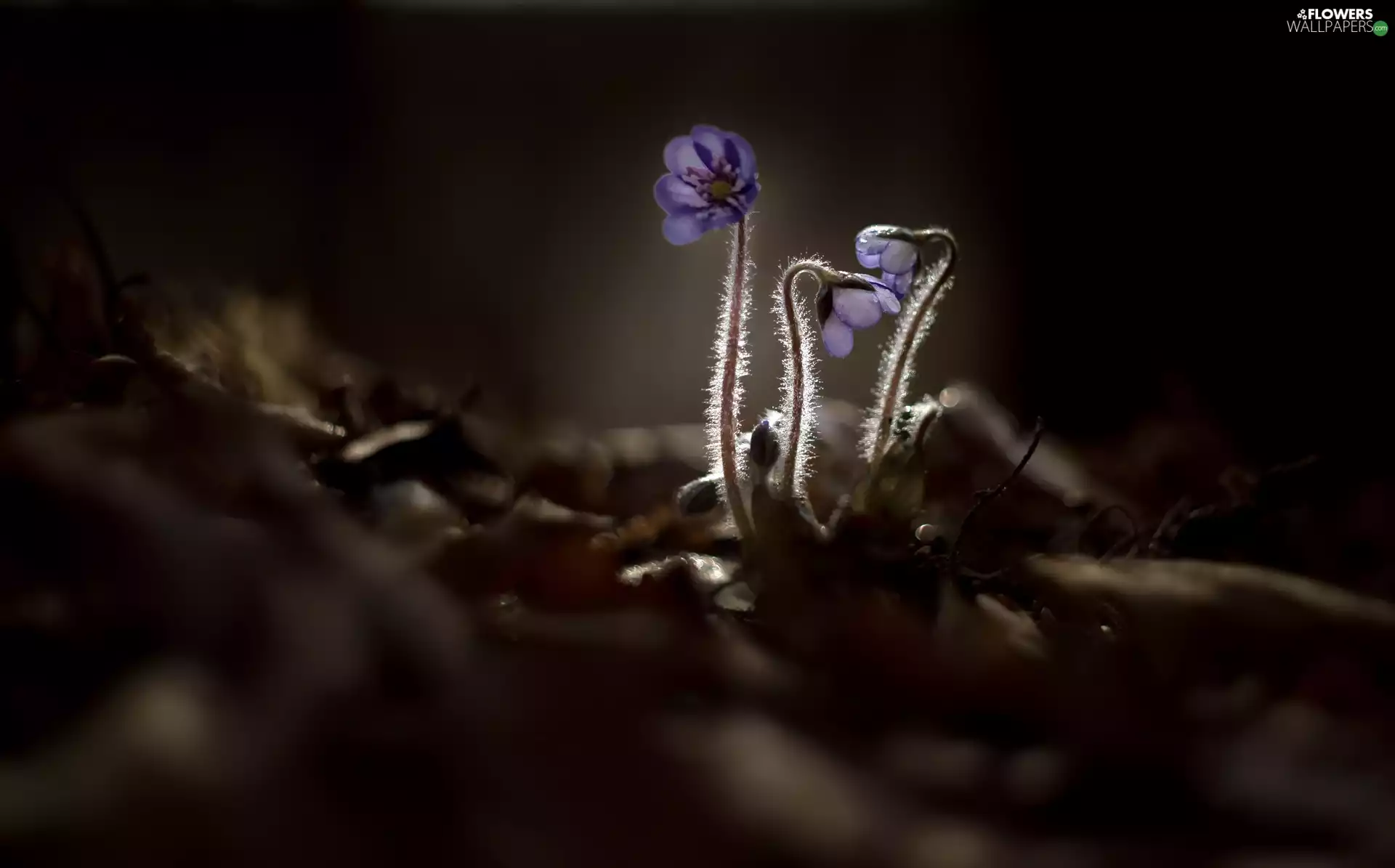 sun, Liverworts, luminosity, ligh, Flowers, flash, rapprochement