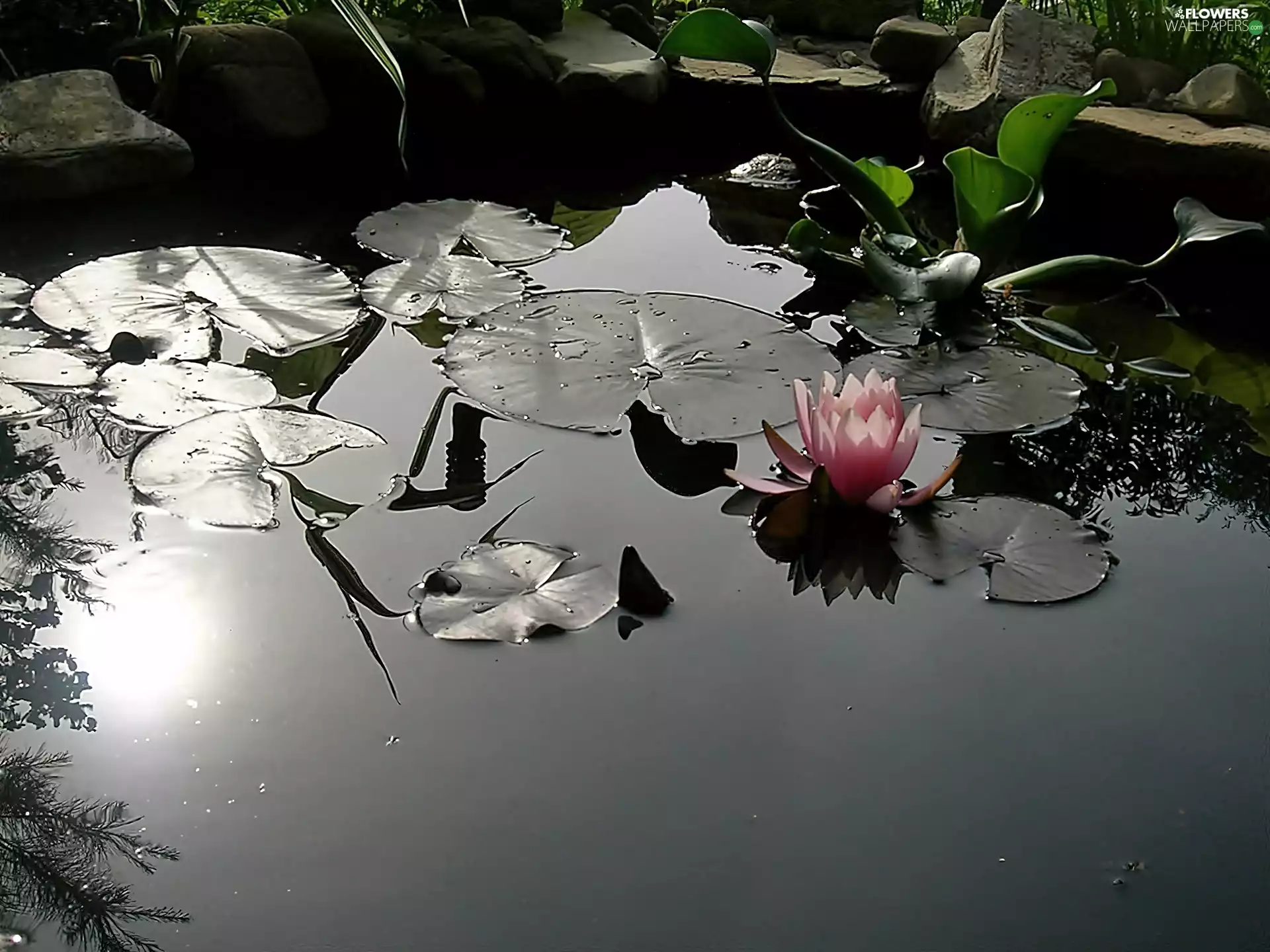 ligh, eye, Lily, flash, water, Garden, water, luminosity, sun, Przebijające