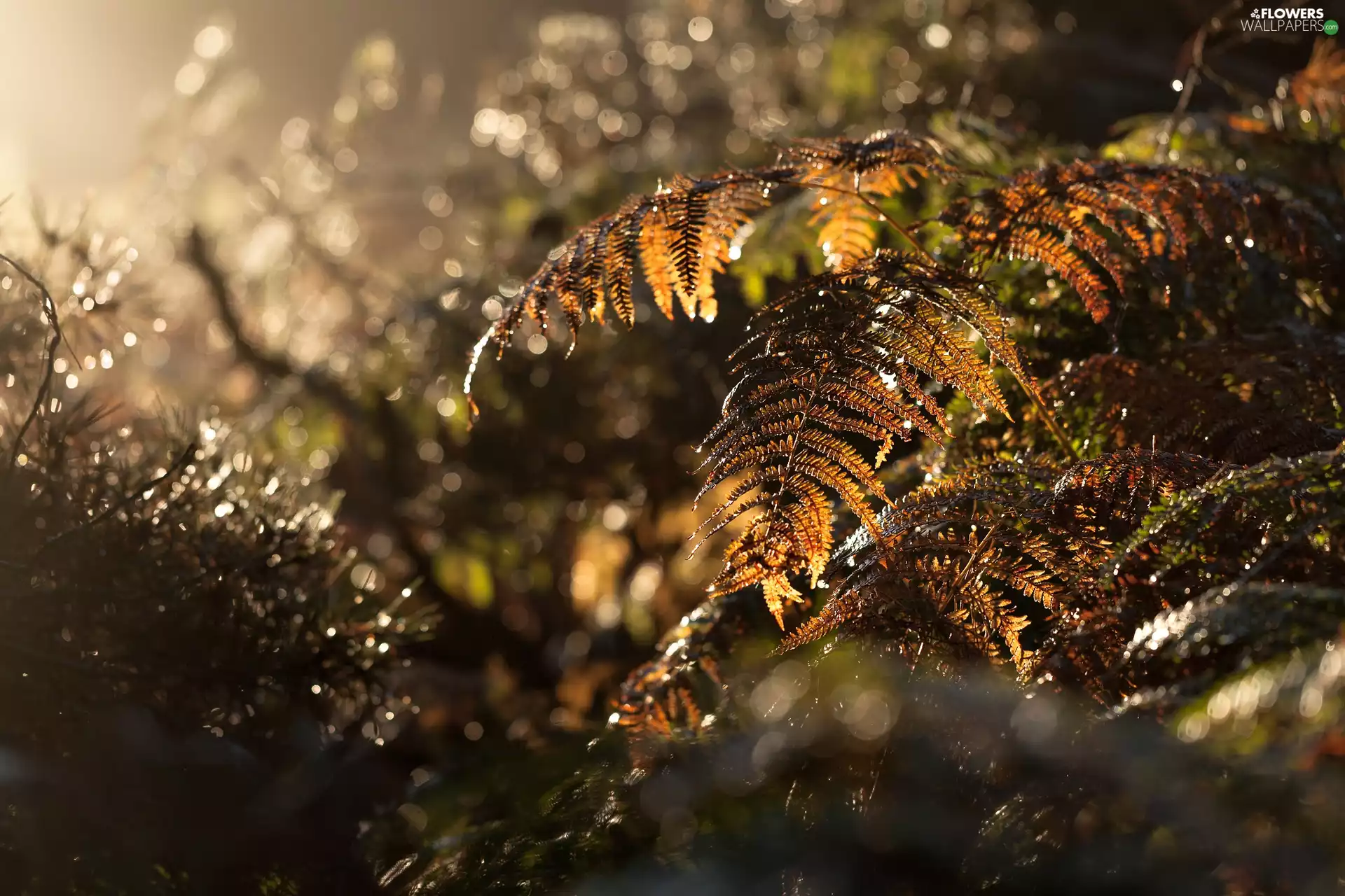 Fern, light breaking through sky, autumn, drops