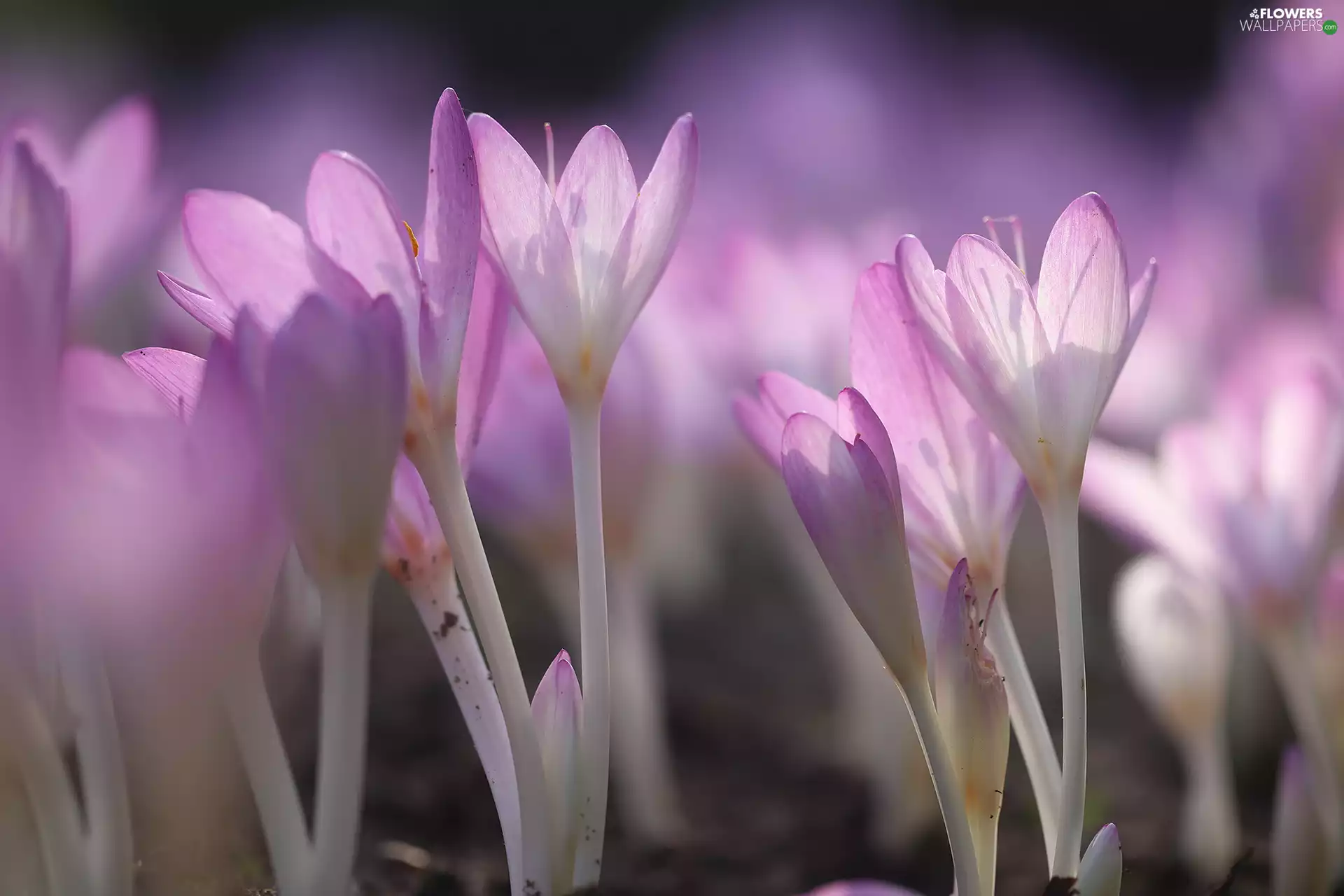 Light Purple, colchicums