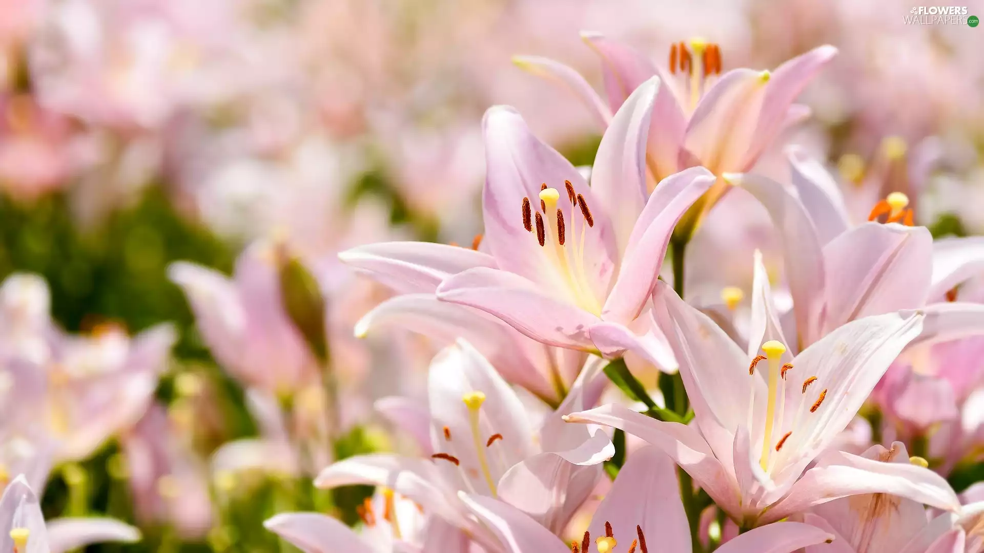 Light pink, lilies