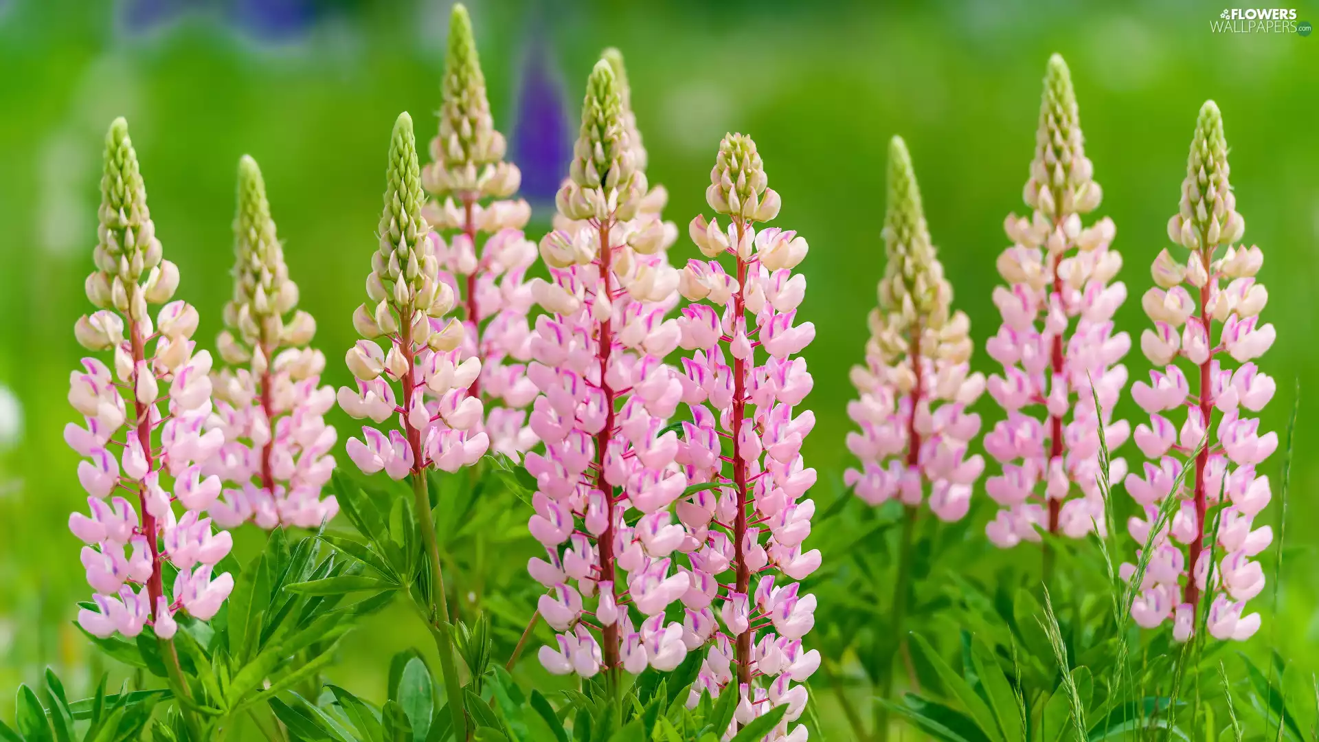 Light Pink, lupine
