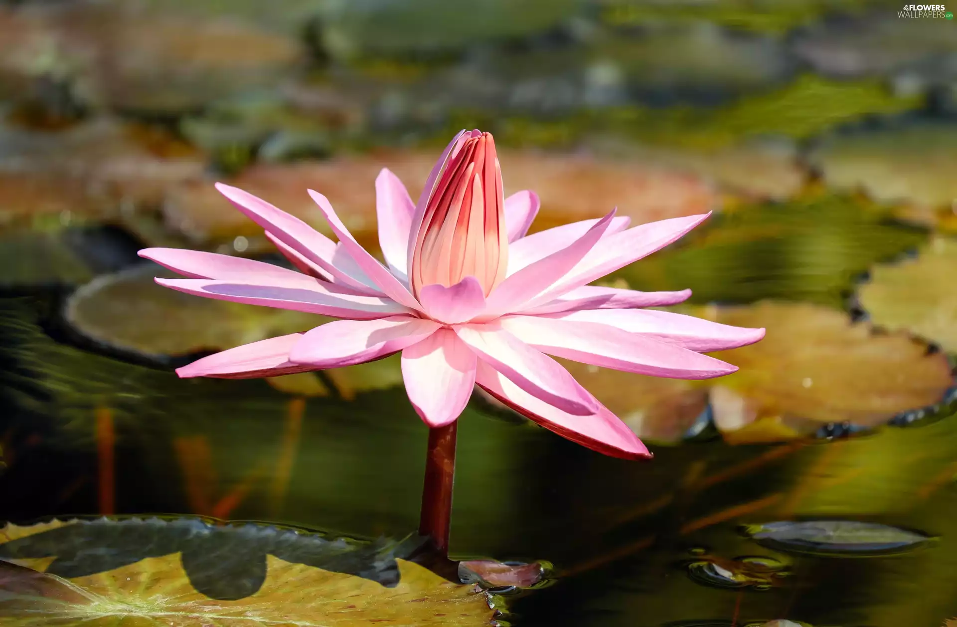 Florescence, Light pink, water-lily