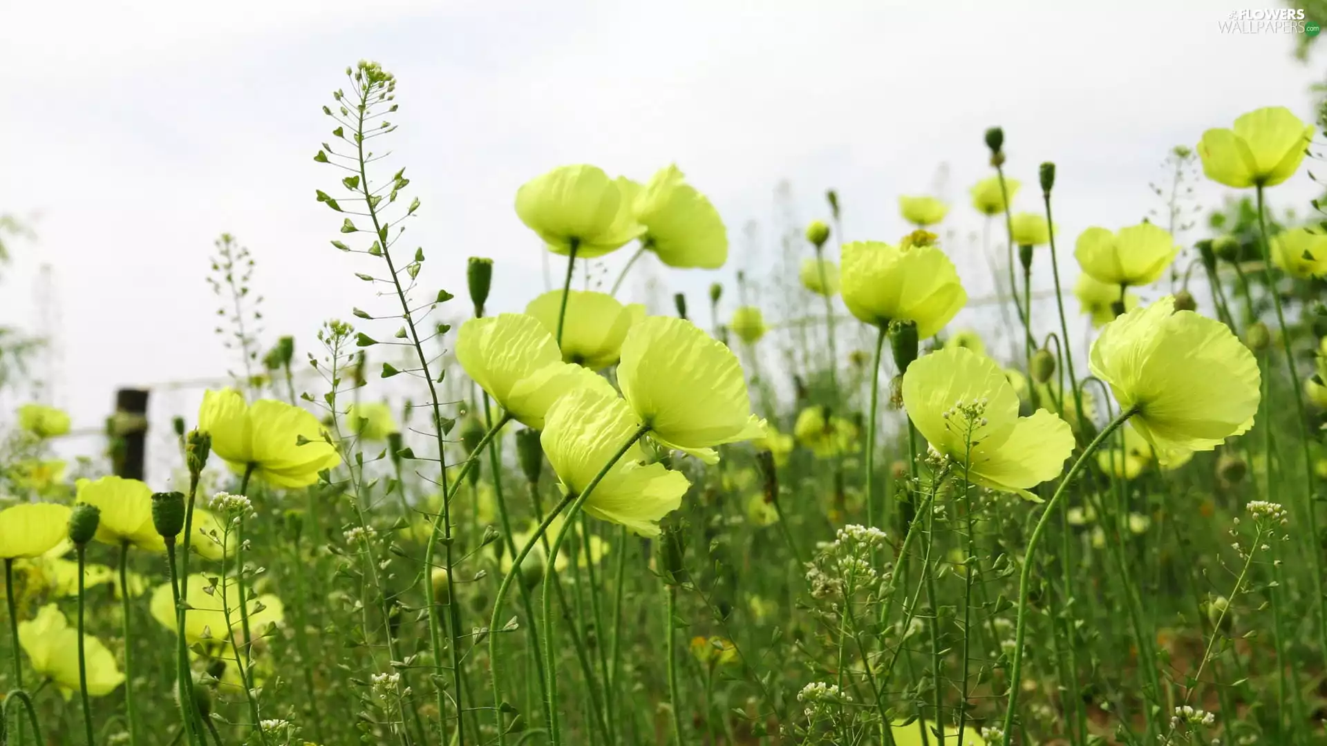 Meadow, Light yellow, papavers, Flowers