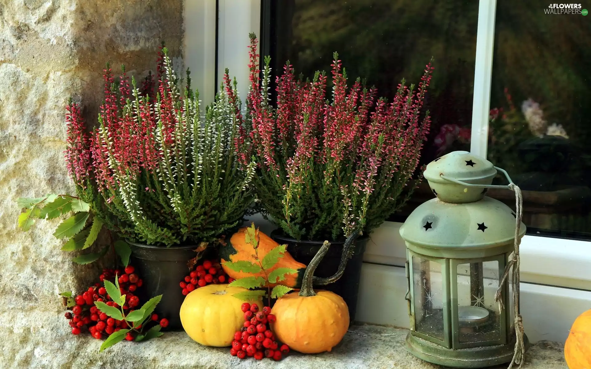 Lighthouse, heathers, pumpkin