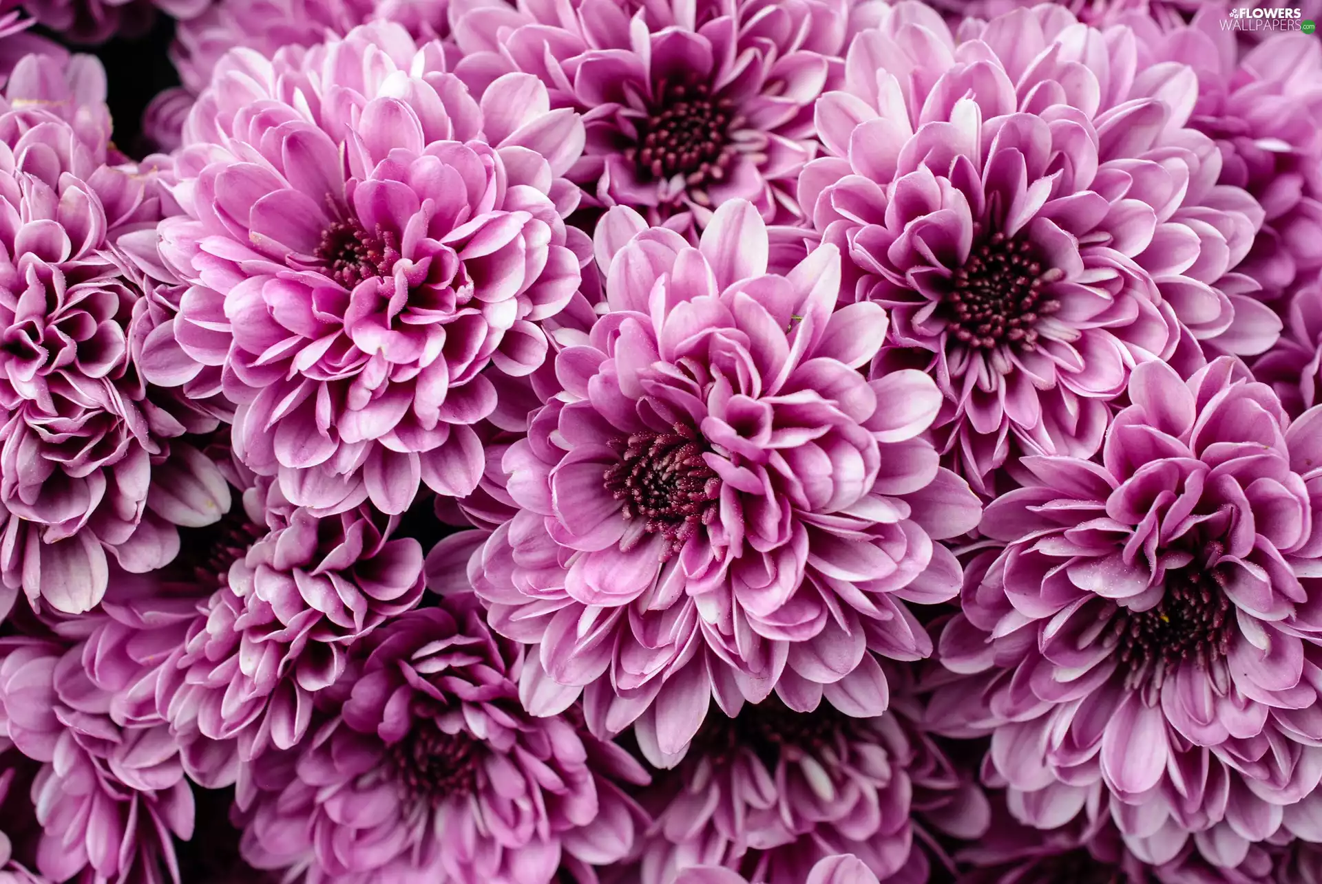 lilac, Chrysanthemums
