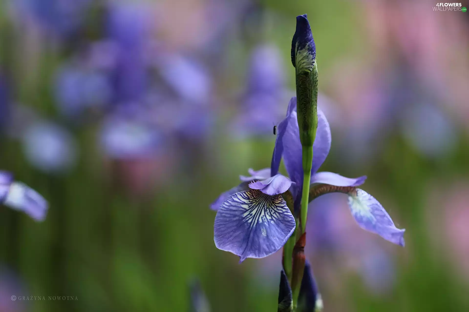 iris, lilac, Colourfull Flowers, bud