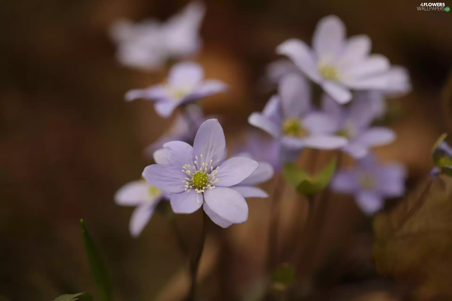 Colourfull Flowers, Hepatica, lilac