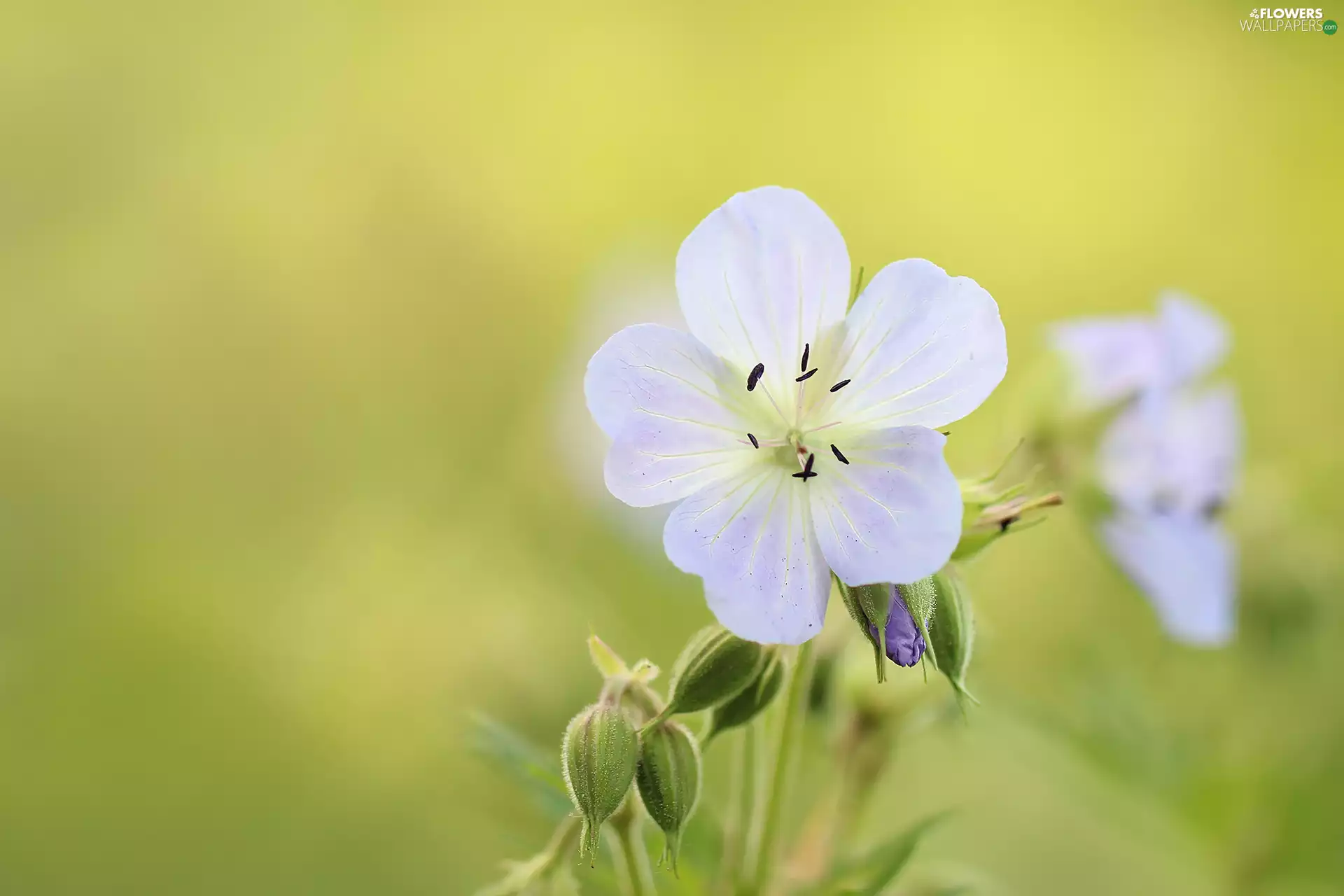 Colourfull Flowers, Wielosił, lilac