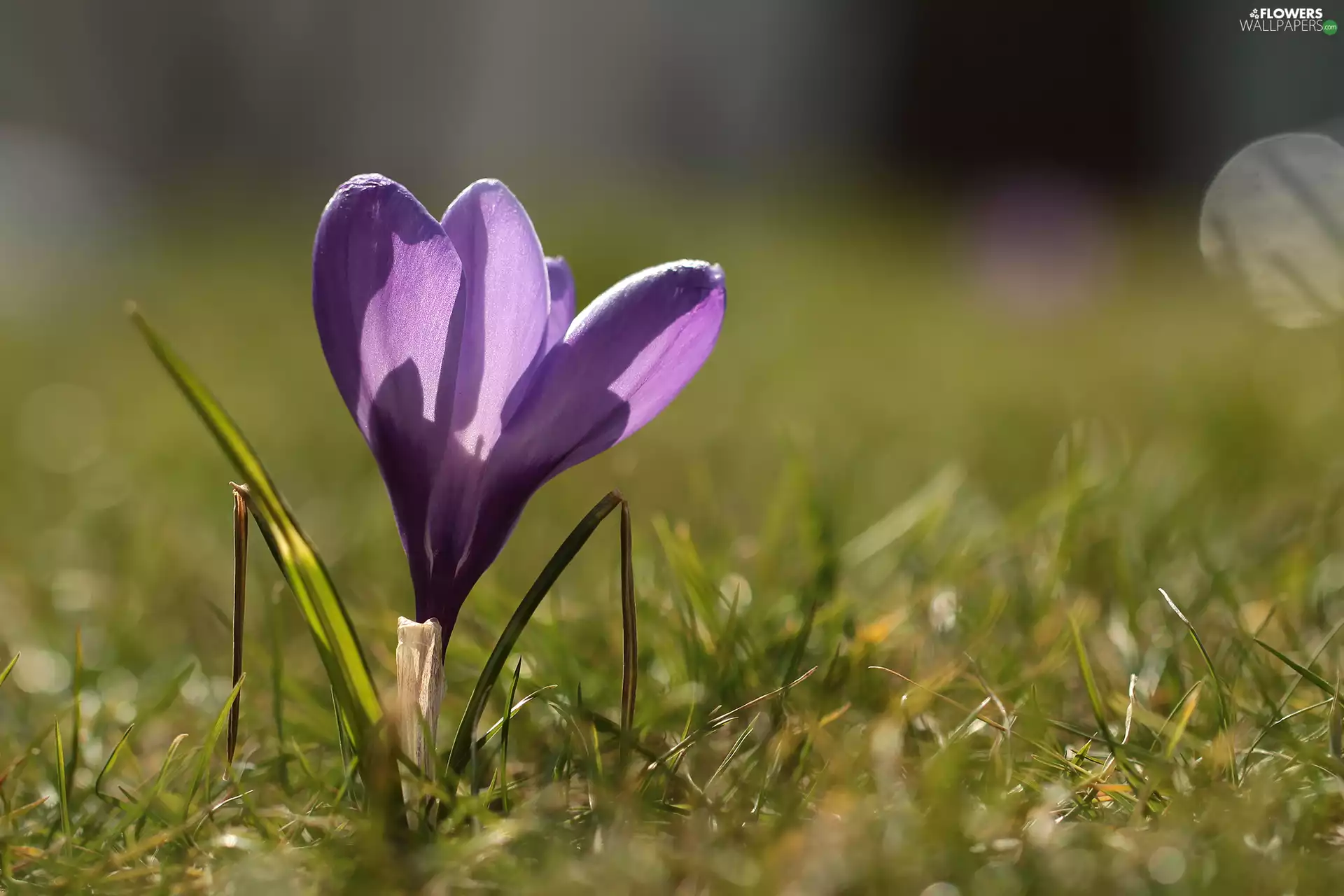 lilac, crocus