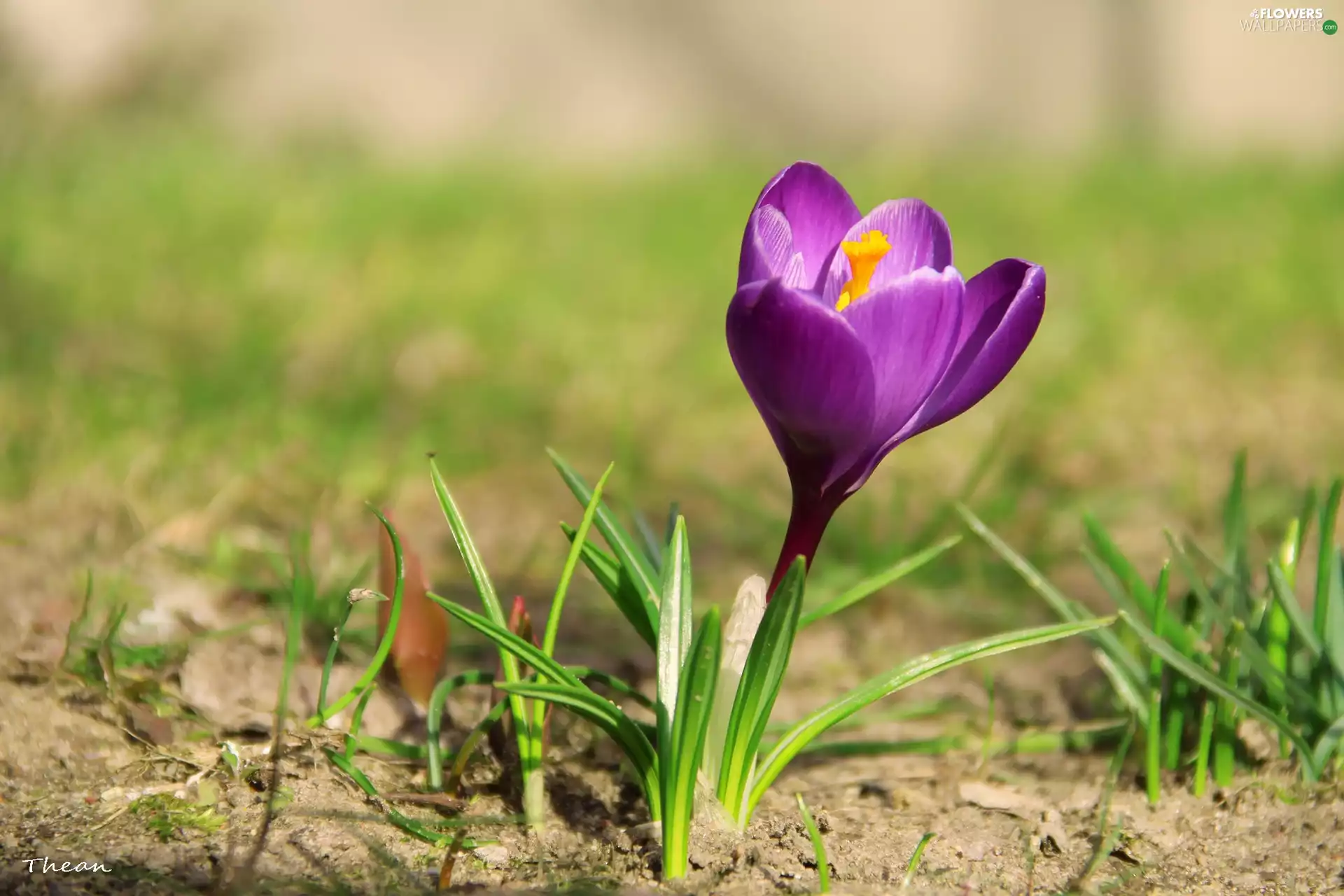 crocus, lilac